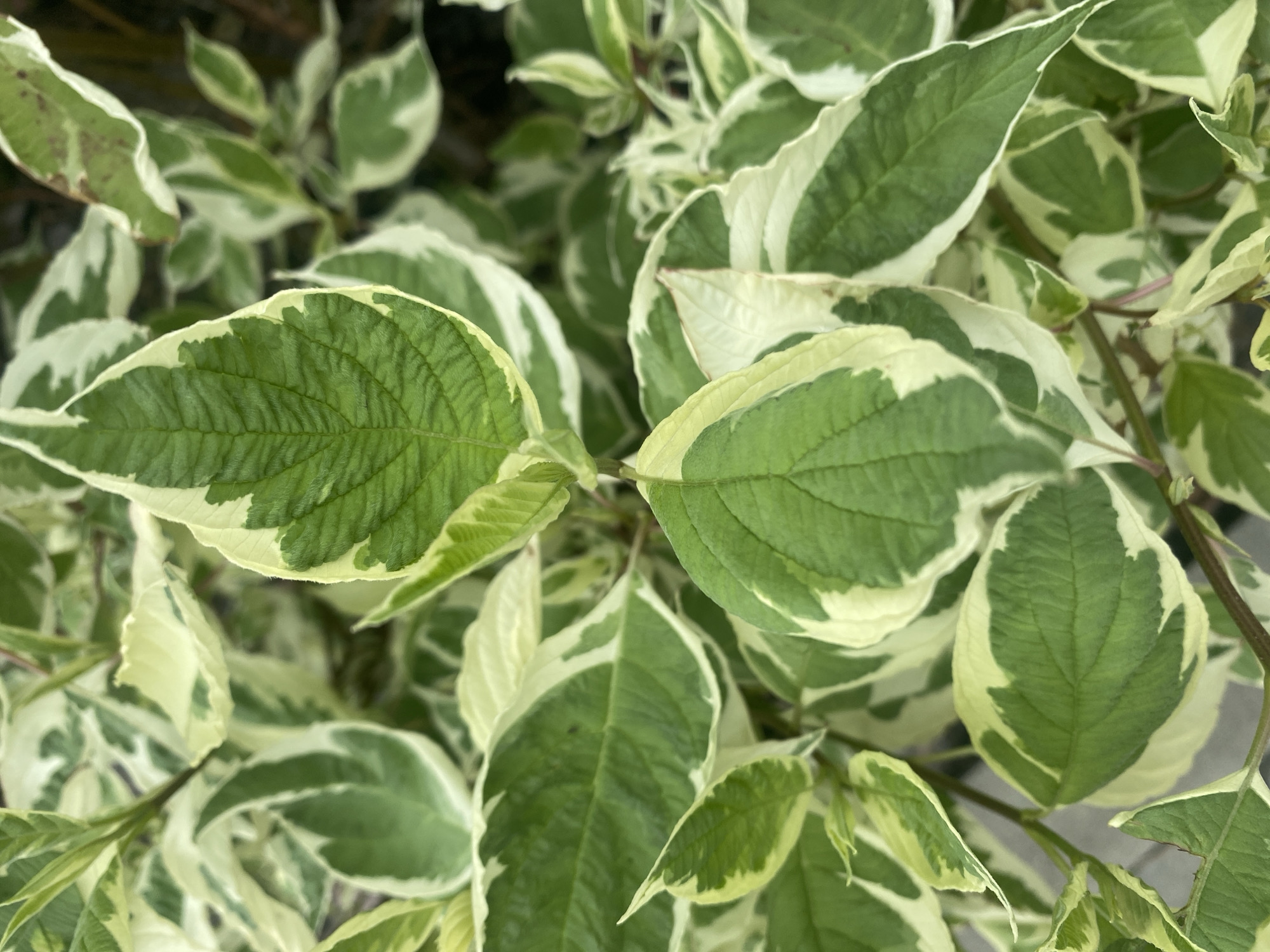 This is a close-up, eye-level, medium shot of a variegated foliage plant with ovate leaves featuring a prominent green center and irregular white margins. The leaves are arranged densely on thin, reddish-brown stems. The lighting appears to be natural daylight, casting soft shadows. The background is blurred, suggesting a shallow depth of field and focusing attention on the leaves. There are no people, animals, or specific landmarks visible that would indicate a precise location within Rozhny, Ukraine, beyond the general impression of an outdoor, possibly garden or natural setting.