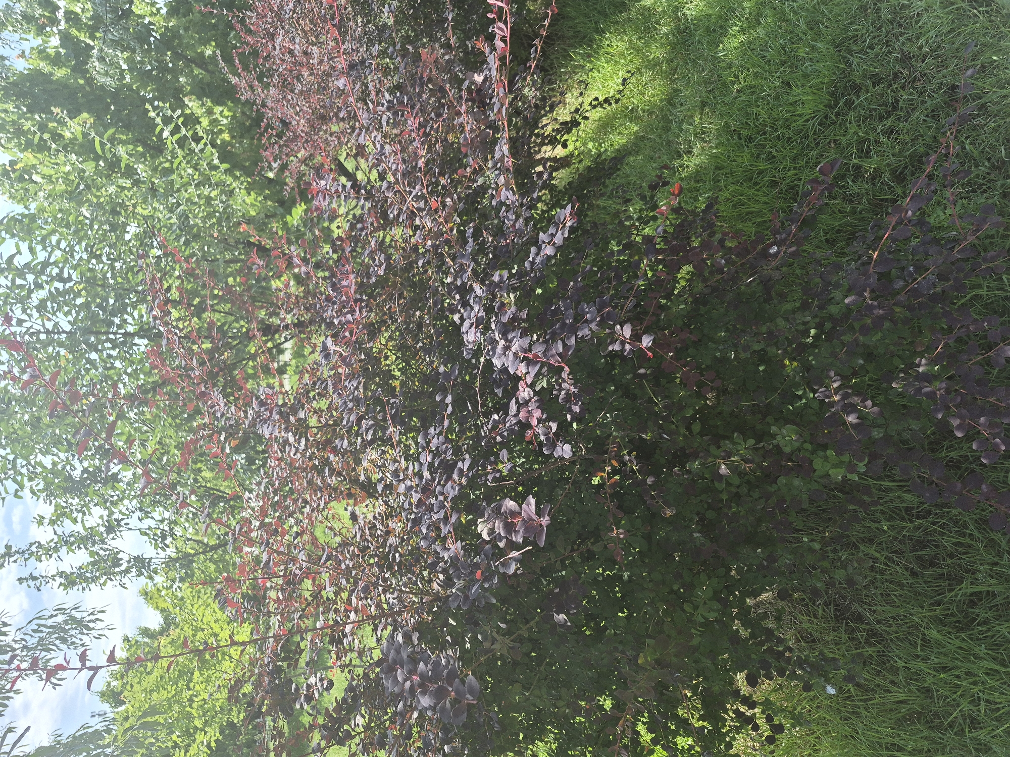 This is a medium shot, eye-level outdoor photograph of a dense, leafy bush with dark purple and green foliage. The bush occupies the majority of the foreground and mid-ground of the image. Behind the bush, in the background, are tall green trees. The ground in front of the bush is covered in lush green grass. The sky is visible at the top of the image and appears to be partly cloudy. The scene is brightly lit, suggesting it is daytime. The photograph was taken in Yerevan, Armenia, in a park or garden setting. There are no people or animals visible in the image. The overall impression is of a vibrant, natural outdoor environment.