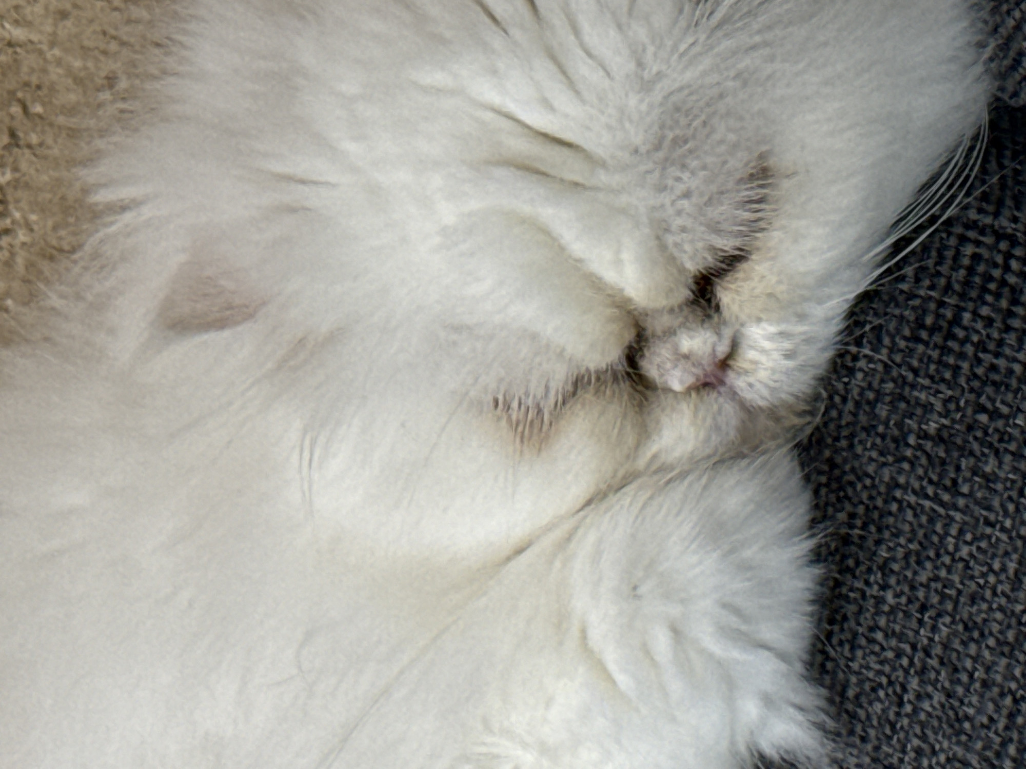 A close-up, top-down shot focuses on the face of a sleeping white cat resting on a textured, dark-grey surface. The cat's face is nestled in its fur, partially obscuring the features, with its nose prominently visible. The environment appears to be indoors, potentially on a piece of furniture, based on the texture of the supporting surface. The image lacks any indication of Burgas, Bulgaria, or any other identifiable location information.