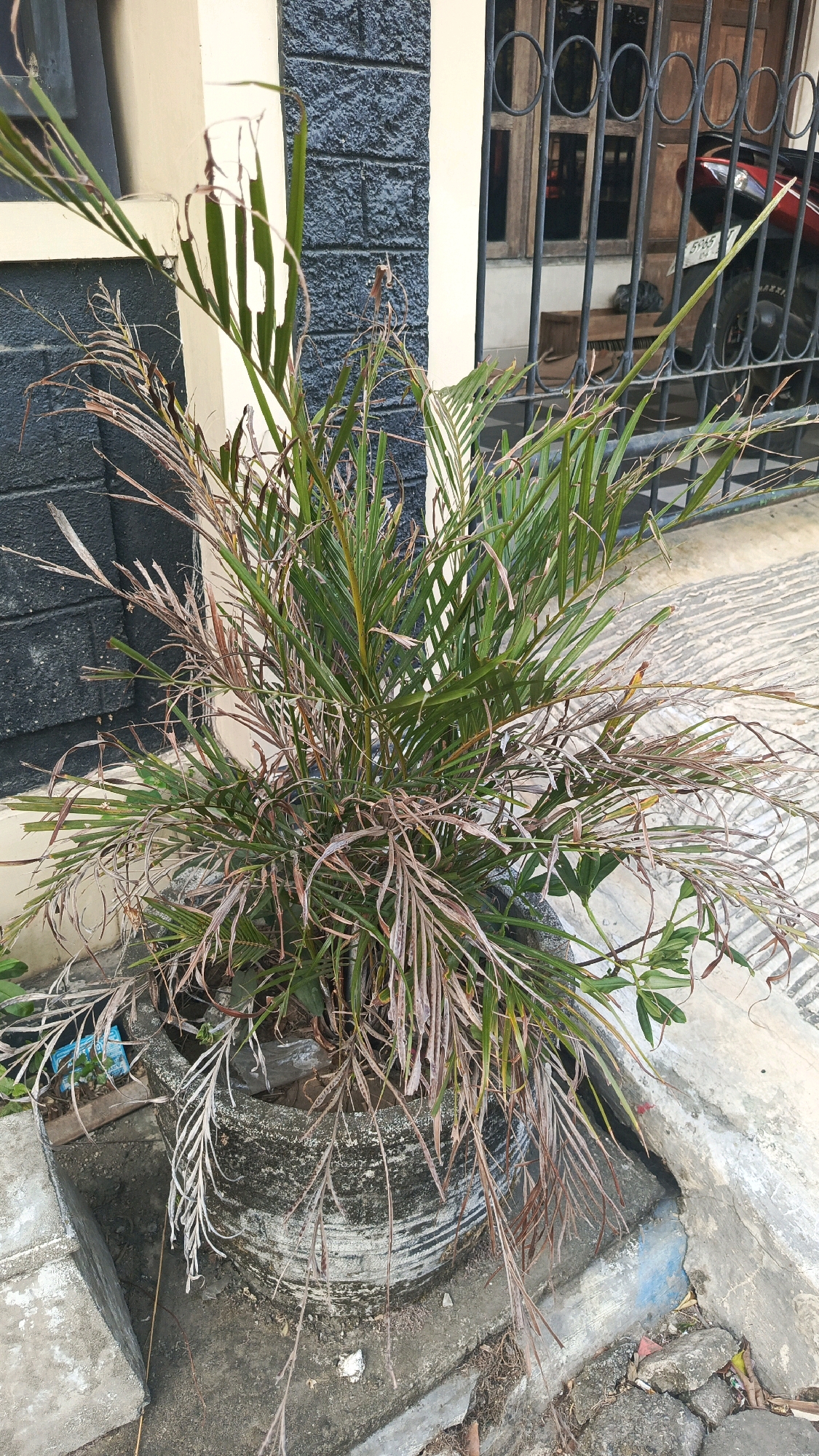 A potted palm plant with some browning and dried fronds sits on a concrete surface in front of a building. The building has a dark brick lower section and a lighter upper section. Behind the plant, there is a dark metal gate with a red motorcycle parked behind it. The scene appears to be outdoors, likely in a residential or commercial area.