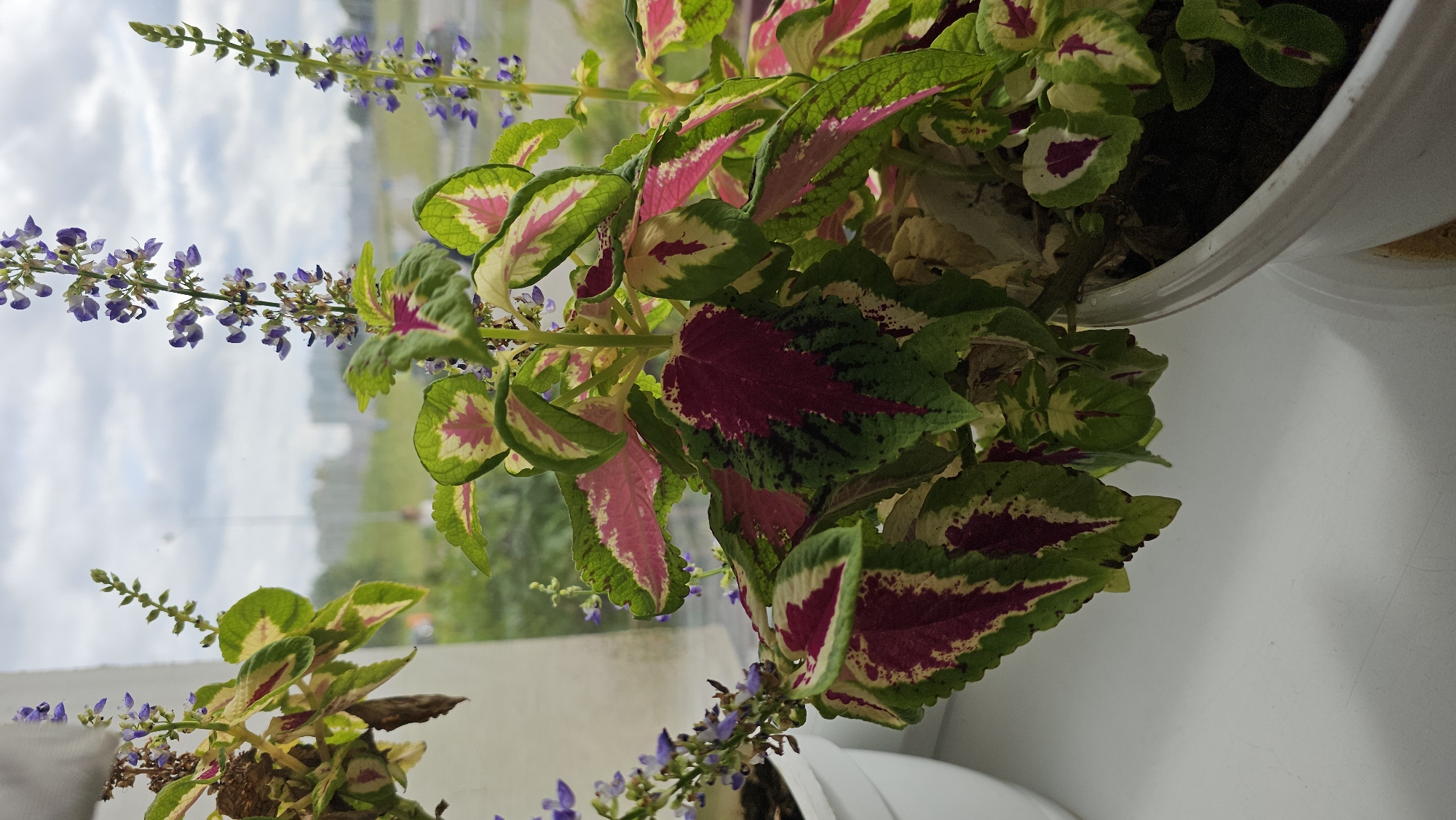 An indoor close-up photograph captures a colorful coleus plant with vibrant green, pink, and burgundy leaves, and a few spikes of small purple flowers, sitting on a white windowsill. Outside the window, a blurred view of a city skyline with buildings and greenery suggests an urban setting. The sky is cloudy. The specific location is identified as Minsk, Belarus.