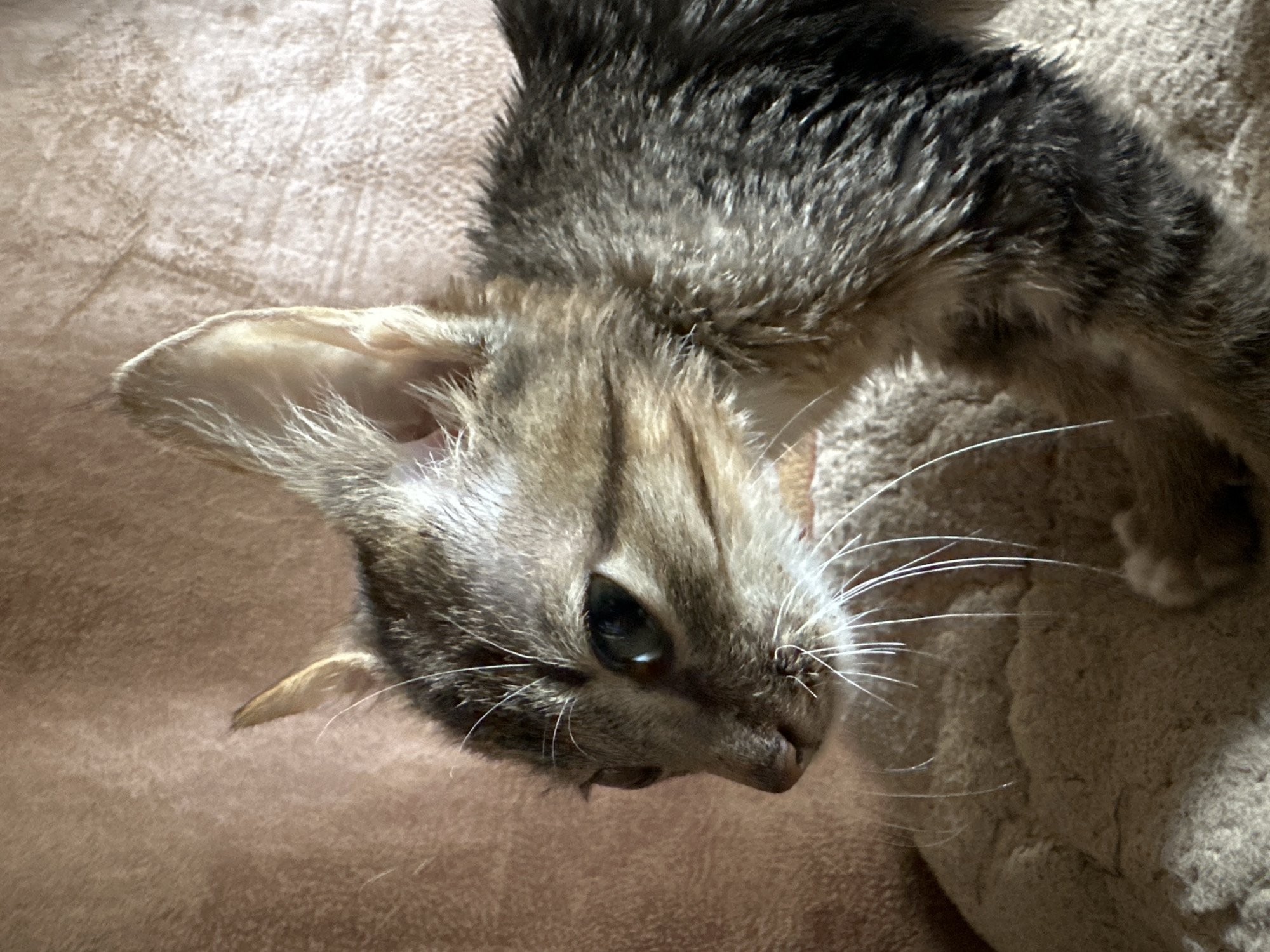 A young tabby kitten is seen in profile, facing left, against a textured brown background. The kitten has large, attentive ears, prominent white whiskers, and dark eyes. Its fur is a mix of gray, brown, and black stripes, with lighter fur around its muzzle. The kitten appears to be resting on a soft, textured surface, possibly a cushion or blanket. The lighting suggests an indoor environment, with shadows casting on the kitten's fur. No specific location within Jos, Nigeria, can be identified from the image alone.