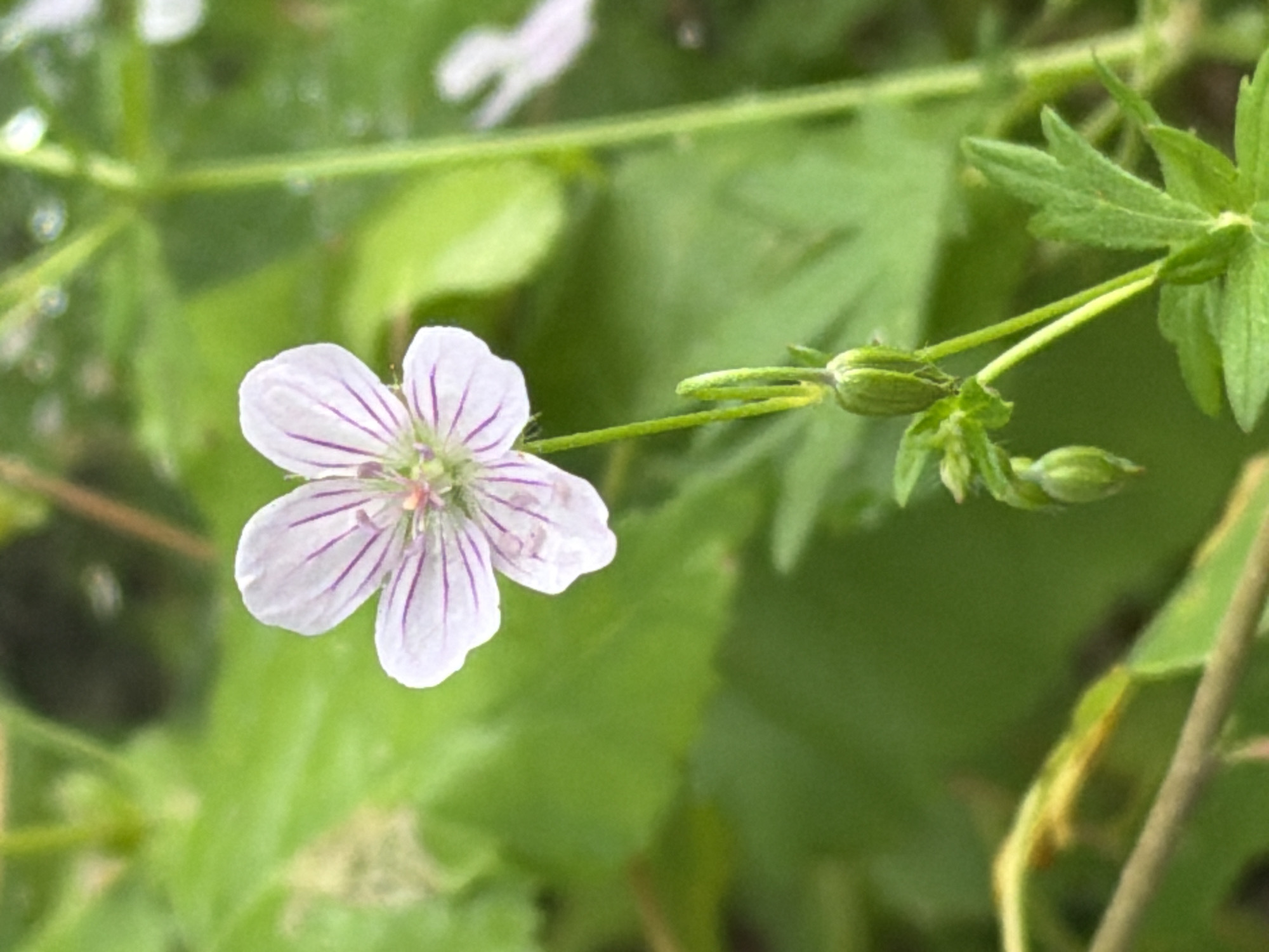 A single, delicate white flower with thin purple veins is in focus in the center of the image. It has five petals and a tiny pink stamen cluster at its center. The flower is growing on a thin green stem, with two small, closed buds below it. The background is a blur of green foliage, suggesting an outdoor, natural setting. There are no people or man-made objects visible in the image. The specific location in Tsiolkovsky, Russia cannot be determined from the visual information provided.