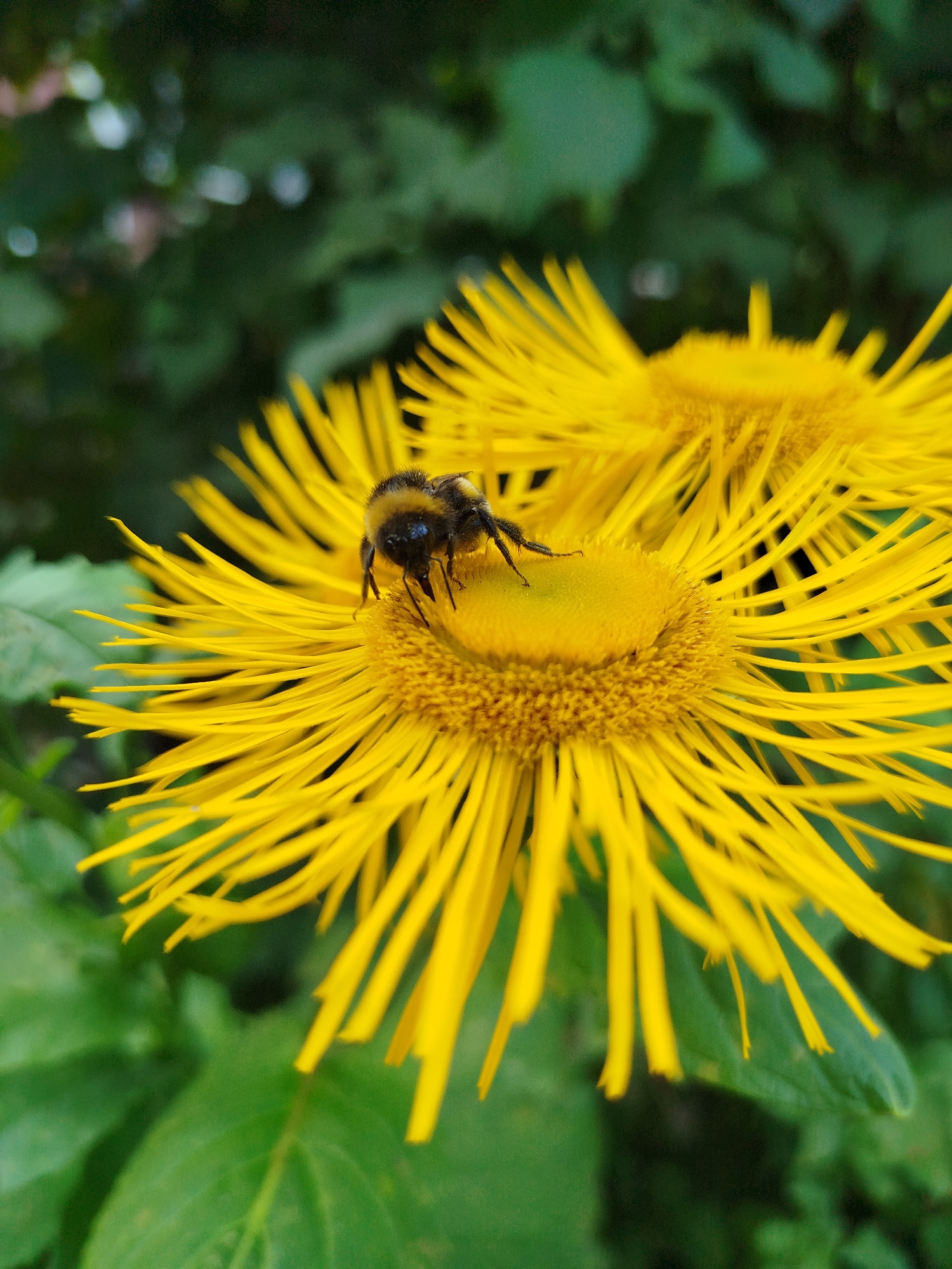 A close-up, eye-level shot features a bumblebee on a bright yellow flower in Чкаловское Снт, Russia. The bumblebee, with its distinct black and yellow stripes, is positioned on the center of the flower, its legs slightly extended. The flower has numerous thin, pointed yellow petals radiating outwards. Behind the main flower, a second, partially visible yellow flower can be seen. The background consists of blurred green foliage, suggesting an outdoor, natural setting. The lighting appears to be natural daylight, creating a slight depth of field that focuses attention on the bee and the flower.