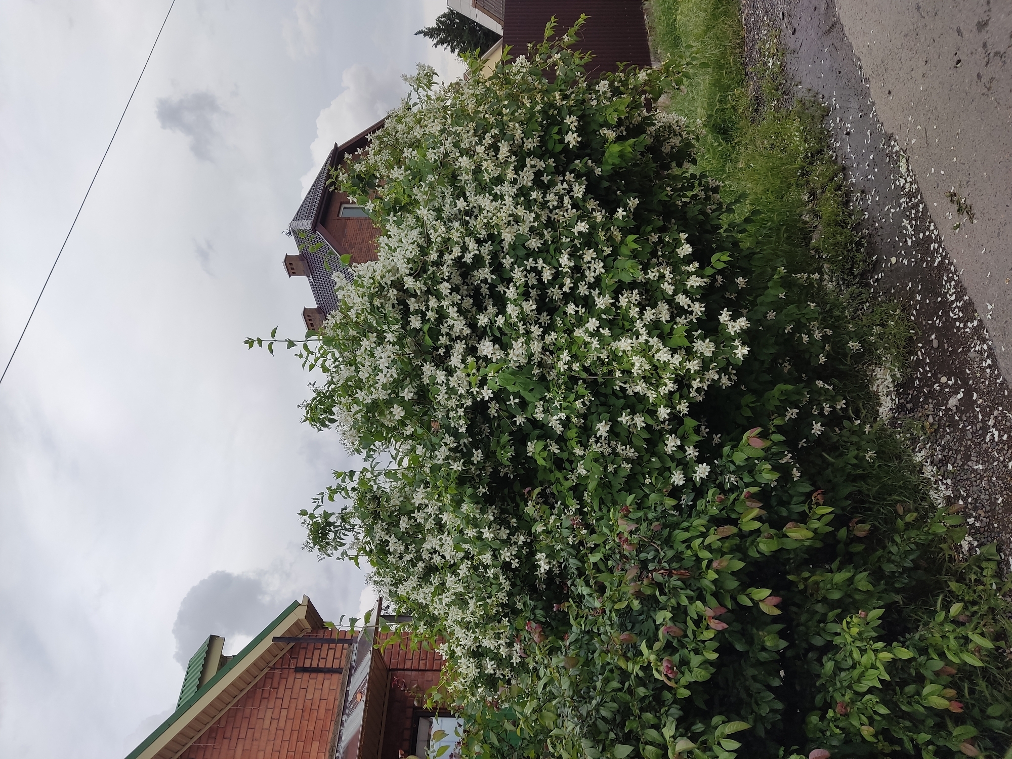 The image depicts a lush, flowering shrub heavily laden with small, white blossoms, likely located in a residential area in Krasnodar, Russia. The shrub is growing alongside a paved road, with scattered white petals visible on the road surface and in the adjacent grassy area. Behind the shrub, sections of two brick houses are visible, one with a brown tiled roof and the other with a green roof. Overcast sky. Power line runs in top left of photo.