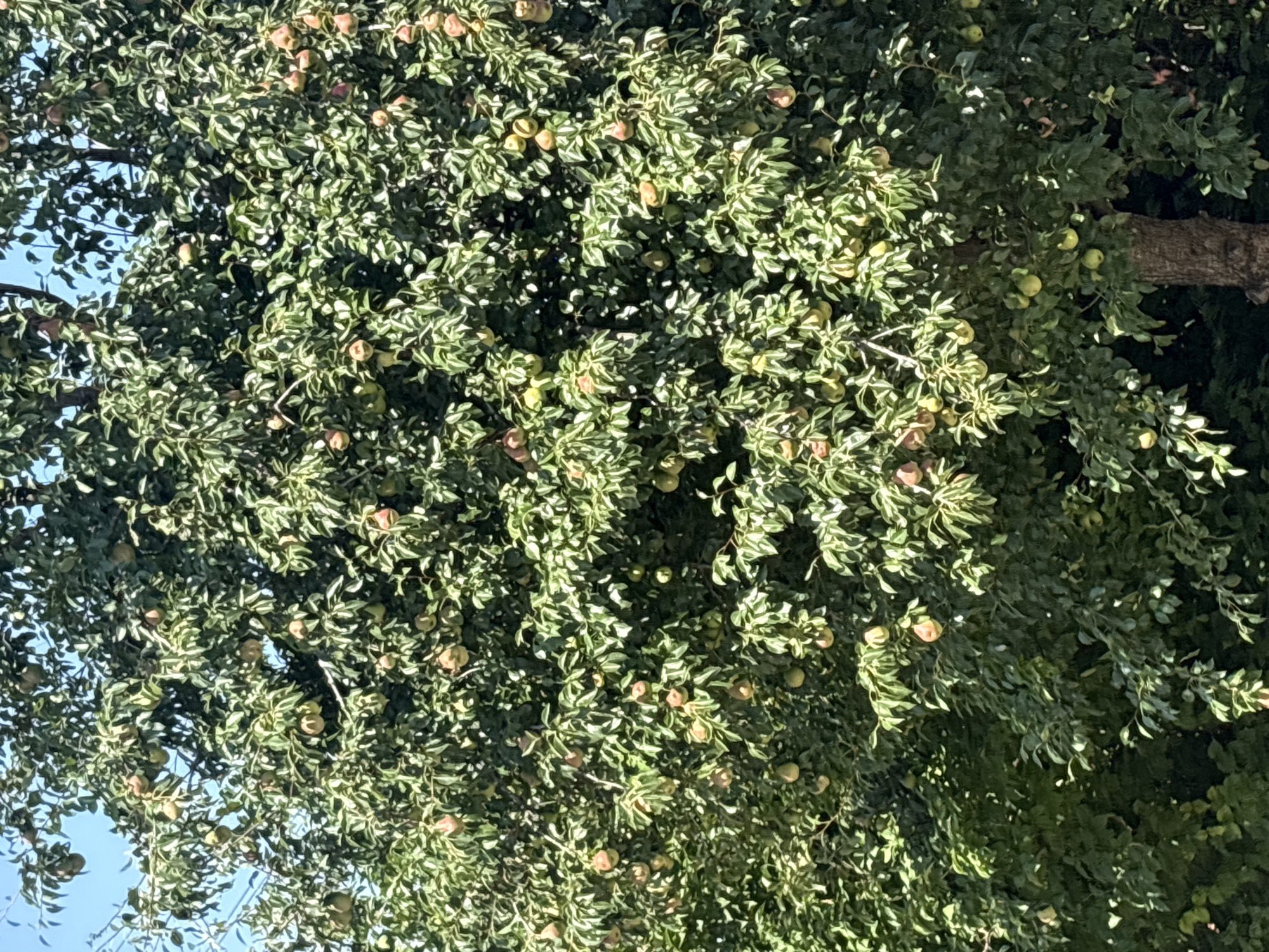 The image shows a pear tree laden with numerous pears. The tree is dense with green leaves, and many of the pears are visible, appearing ripe and ready for harvest. The pears vary in color, with some showing a greenish-yellow hue and others tinged with red. The background suggests an outdoor setting, likely a garden or orchard, with the sky visible at the top. The image does not contain any people, actions, or interactions. The scene is static and focuses on the bounty of the fruit tree. The location is identified as Georgiyevsk, Russia.
