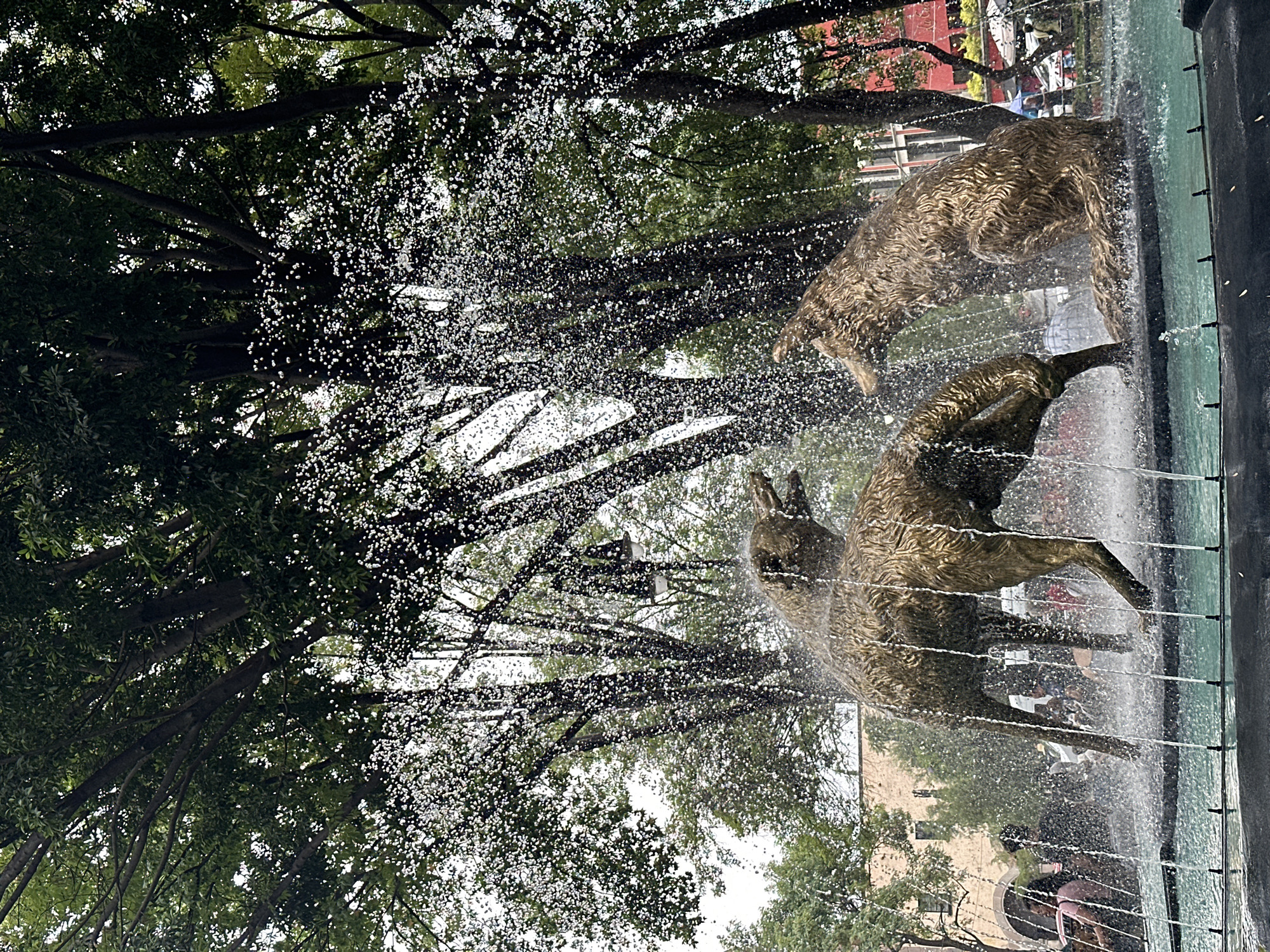 The image captures a fountain featuring bronze sculptures of dogs in Mexico City, Mexico. The fountain's design integrates water jets that cascade around the dog figures. Trees surround the fountain, with their branches and foliage visible in the background. The perspective is from below, looking up through the water spray towards the sculptures and trees. Other people and buildings are indistinct in the background.