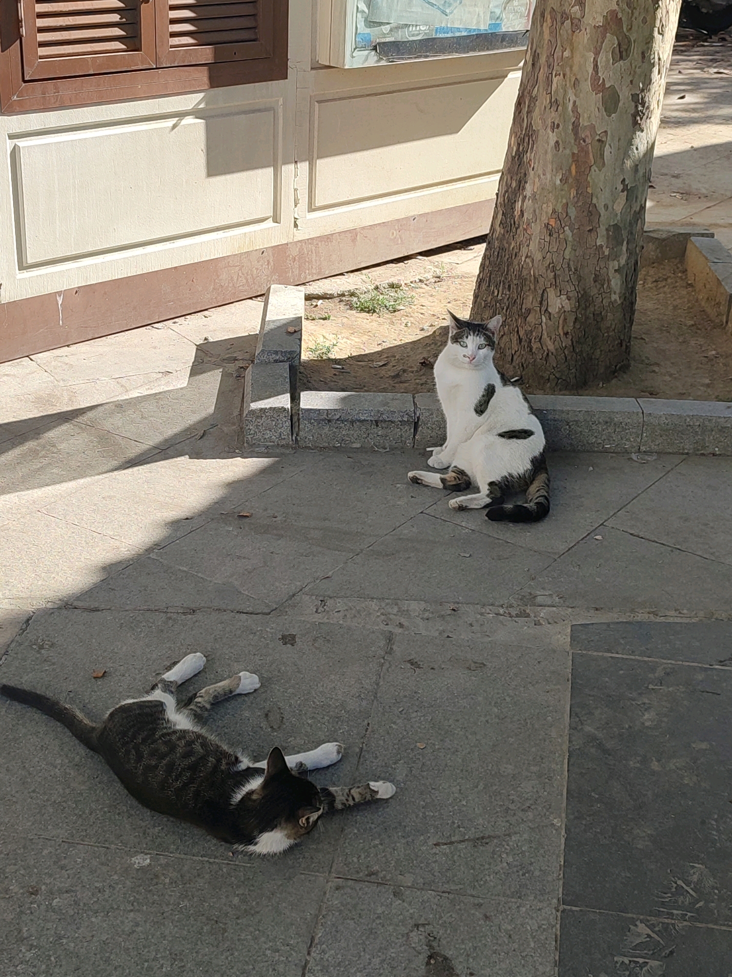 Two cats are on a paved area next to a building and a tree. One cat, a tabby and white, is lying on its back in the foreground with its paws in the air. The second cat, a white and black patched cat, is sitting upright near the base of the tree, looking at the camera. The building appears to be a light-colored structure with brown trim and wooden shutters. The ground is paved with large, square stones. Sunlight casts distinct shadows from the tree and the building onto the pavement. The scene is set outdoors, likely in a public area, possibly a street or park within Istanbul, Turkey, given the presence of a mature tree with textured bark, often seen in urban green spaces.