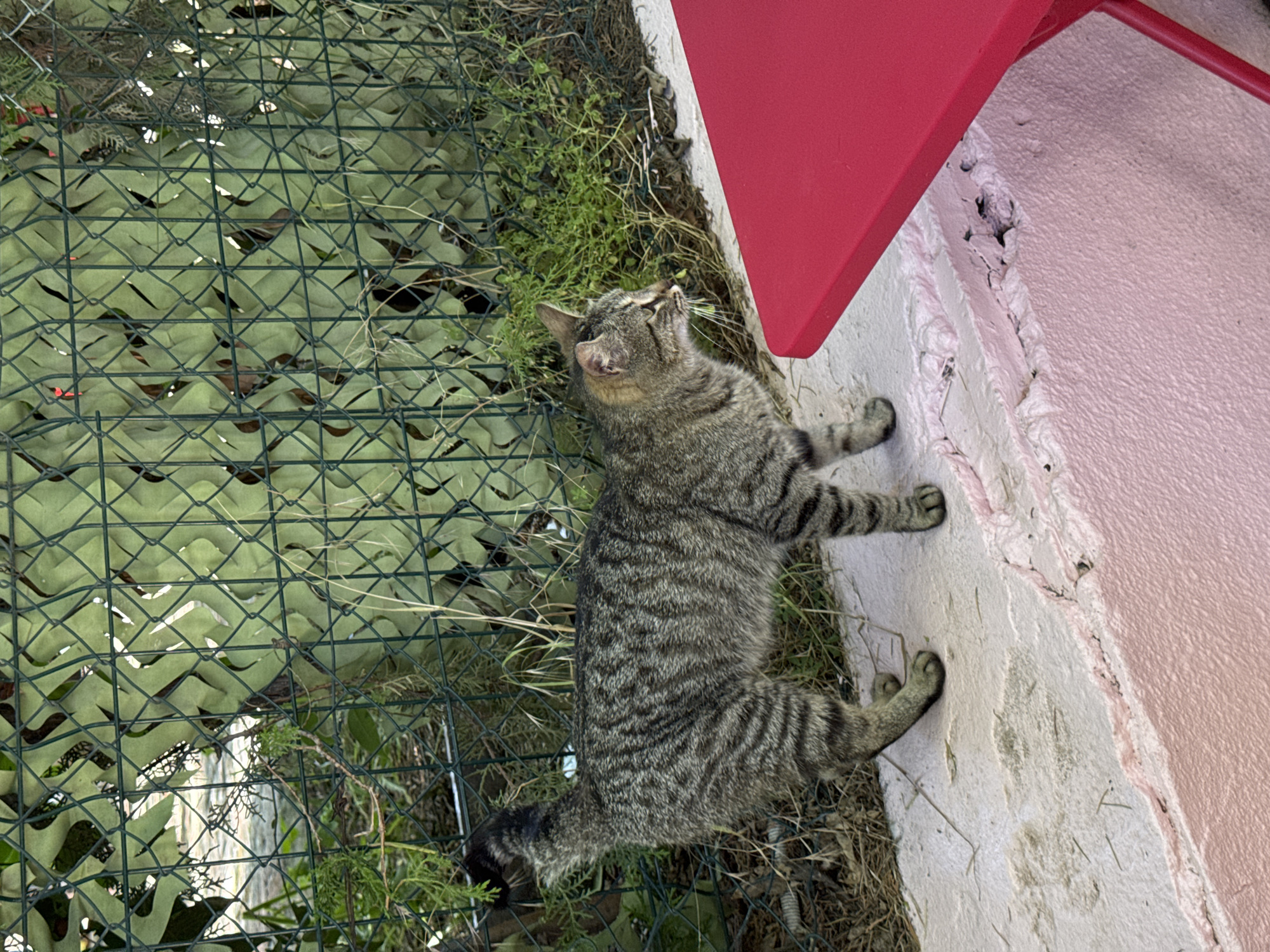 A tabby cat stands on a pink-painted concrete surface near a green chain-link fence with camouflage netting attached. The cat is facing right, with its mouth open and some blades of grass protruding. Behind the cat, the fence is partially obscured by vegetation and the camouflage netting. To the right of the cat and in the foreground, a portion of a bright red table is visible. The ground on the left side of the cat is covered in dry leaves and grass. The scene appears to be outdoors, possibly in a yard or garden area in Tbilisi, Georgia, given the context of the request.
