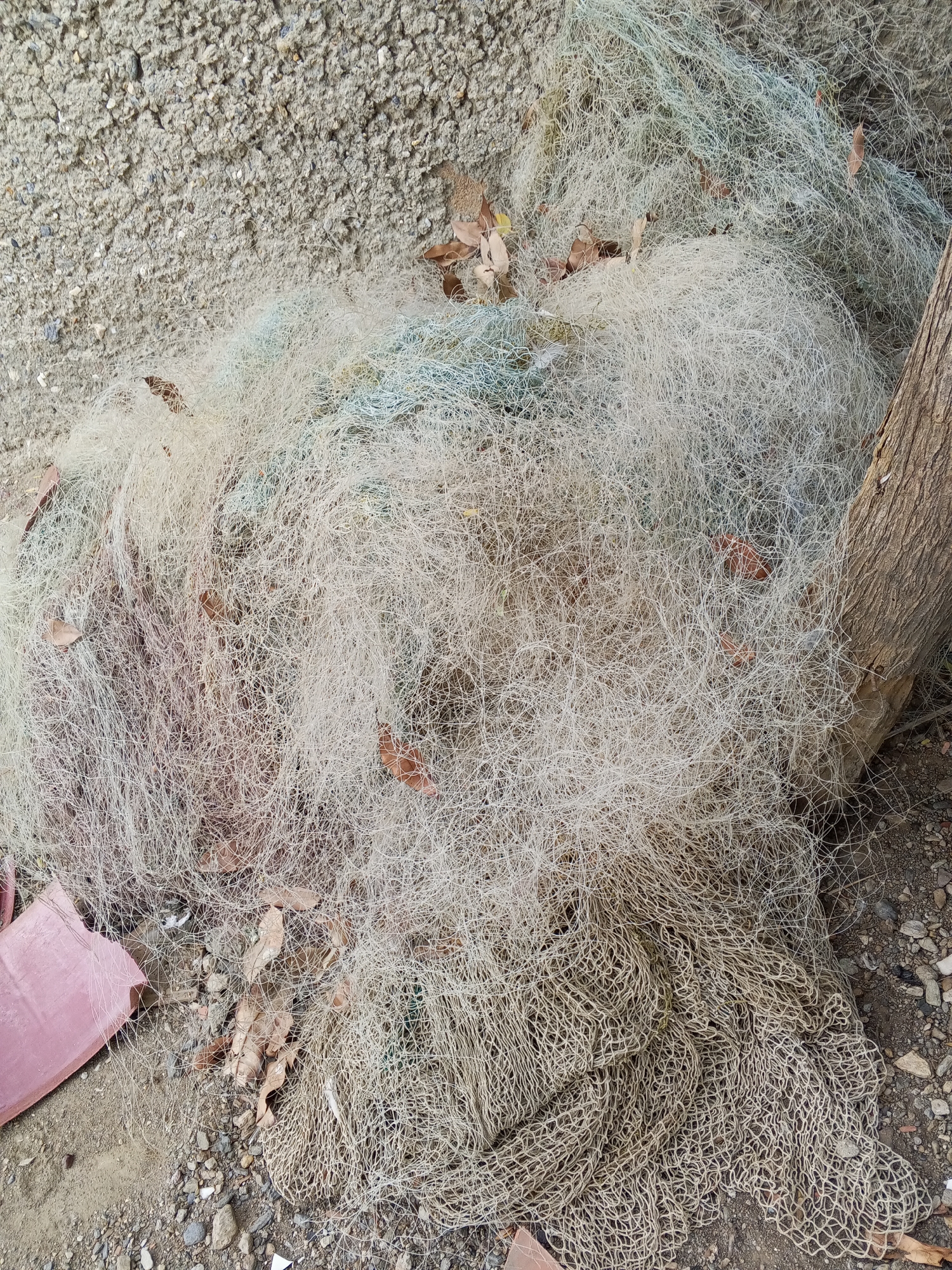 A close-up, high-angle shot captures a tangled pile of discarded fishing nets resting on a mixed ground surface outdoors. The nets dominate the frame, appearing in various states and colors. A large portion consists of finely woven, light-colored (predominantly white or pale yellow) synthetic netting, heavily bunched and matted, with some areas showing a faint greenish tint. Interspersed within these light nets and particularly visible towards the bottom right, are sections of darker, larger-meshed netting, appearing beige or brownish, suggesting a different material or greater age.
The ground beneath and around the nets is an uneven blend of materials. Towards the top and left, there's a textured, coarse concrete or stucco-like surface. The rest of the ground is a mix of loose dirt, small grey and brown pebbles, and some sandy patches. Numerous dry, brown leaves are scattered throughout the nets and on the ground, indicating a natural outdoor setting, possibly under trees.
On the right side of the image, the bark of a tree trunk, brown and rough-textured, is partially visible, protruding from behind the mass of nets. In the bottom-left corner, a fragment of a pink or reddish plastic object, possibly part of a container or fishing equipment, lies on the dirt. The scene is illuminated by natural daylight, suggesting it is daytime. There are no people or specific activities depicted; the image presents a static scene of potentially abandoned or stored fishing gear. No discernible text is visible on any of the objects.