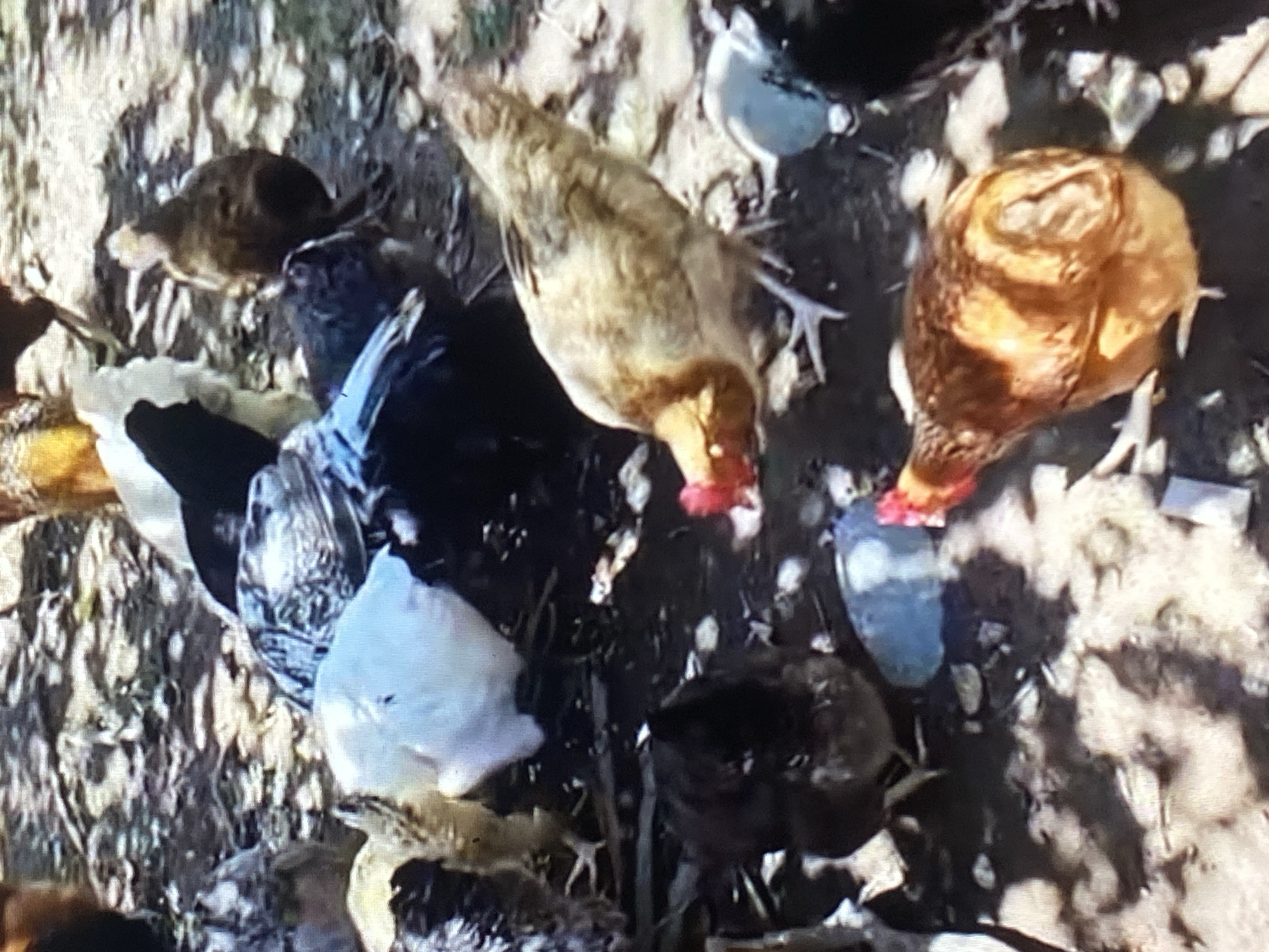 This medium-shot, high-angle image captures a group of chickens foraging on dry, dusty ground during the daytime in Tinaquillo, Venezuela. Multiple chickens with varying plumage—including dark brown/black, light brown/golden, and white feathers—are prominently featured.
Several chickens are depicted with their heads down, actively pecking at the ground, suggesting they are eating or searching for food. Red combs are visible on the heads of some of the light brown chickens, indicating their mature age. Smaller, possibly younger chickens or chicks, can also be observed scattered among the adults, particularly towards the bottom left of the frame. The ground itself is uneven, composed of dirt, small rocks, and what appears to be scattered debris or feed. The scene conveys a typical rural or semi-rural farm environment, focused solely on the activity of the fowl. There are no human subjects or visible text in the image.