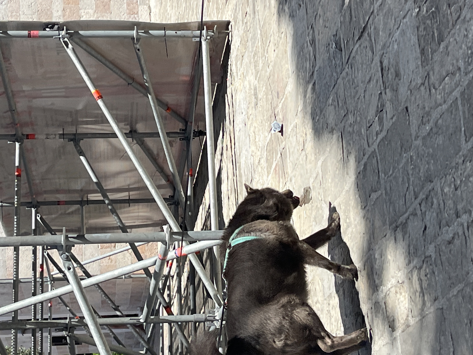A dark-furred dog with a teal harness is walking on a cobblestone street in Budva, Montenegro, in front of scaffolding that covers a building. The dog is sniffing or licking a small piece of white litter on the ground. The scaffolding consists of metal pipes and poles, with a translucent sheeting material draped over it. The sun casts strong shadows on the ground, creating a high-contrast scene. The building behind the scaffolding appears to be made of stone. The overall impression is a street scene in a historic European city undergoing renovation.