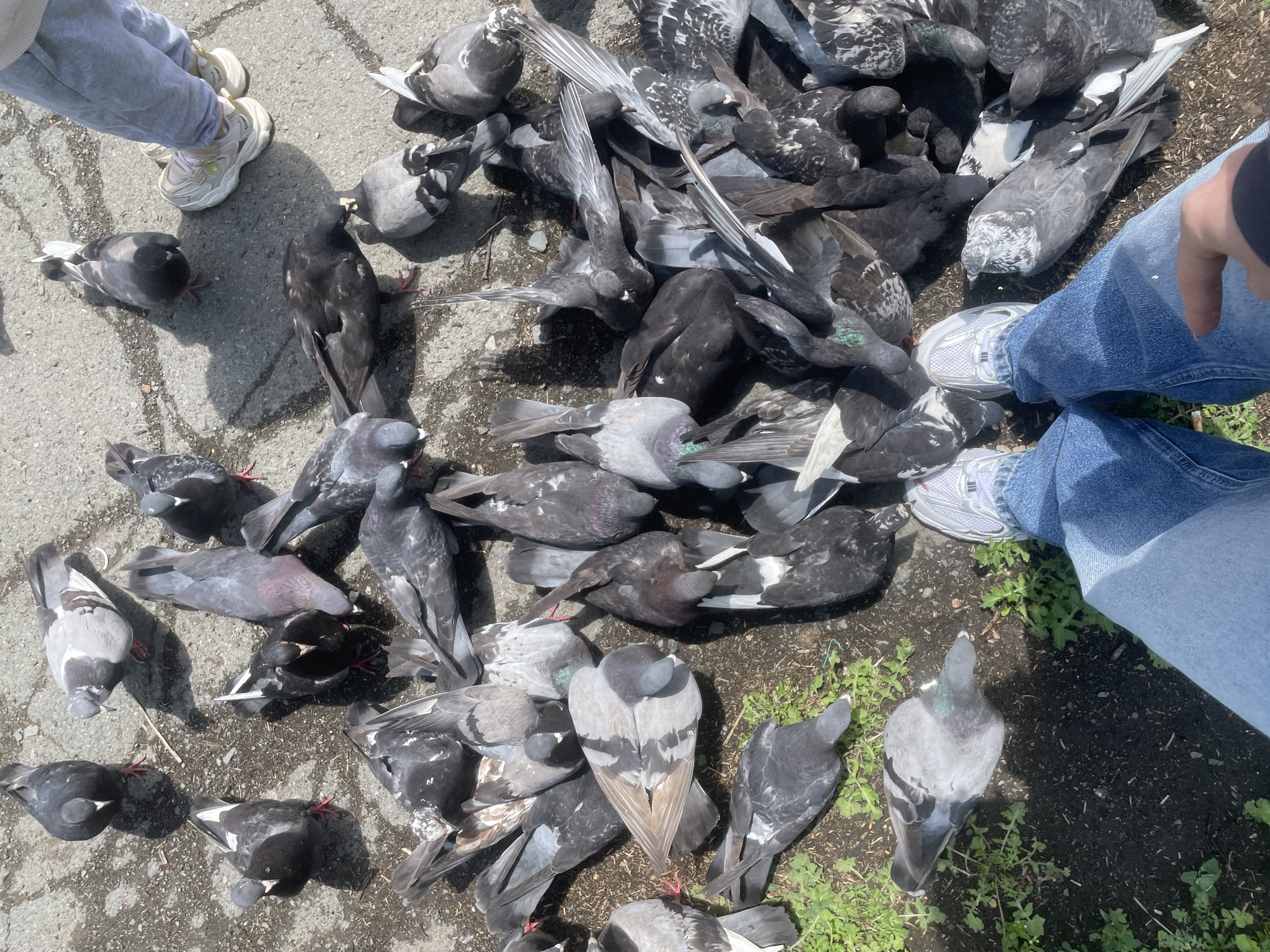 The image depicts a flock of pigeons gathered on a paved surface, likely a city sidewalk or square in Vladivostok, Russia. The pigeons, varying in shades of gray, black, and white, are densely packed, some pecking at the ground, others in repose. A pair of legs, clad in blue jeans and white sneakers, is visible in the foreground, suggesting a person is standing or sitting amongst the birds, potentially feeding them. The ground is a mix of asphalt and patches of dry earth with sparse green vegetation. The lighting suggests it is daytime, with shadows cast by the pigeons and the unseen person. The overall scene is a common urban encounter with urban wildlife.