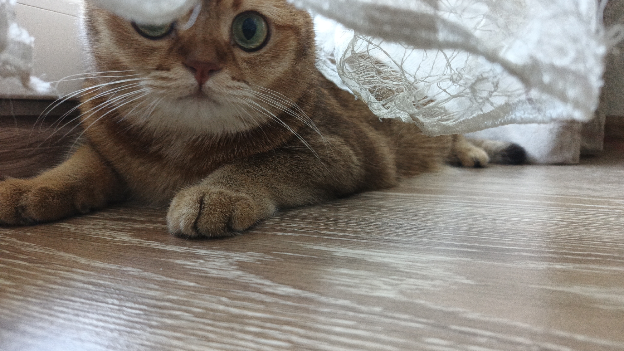 A ginger cat with green eyes lies on a wooden floor, peeking out from under a white lace curtain. The cat is positioned on the left side of the frame, facing the camera. Its front paws are visible, one resting in front of the other. The background is blurred, but appears to be an indoor setting. There is no indication of the cat's location in Yekaterinburg, Russia.