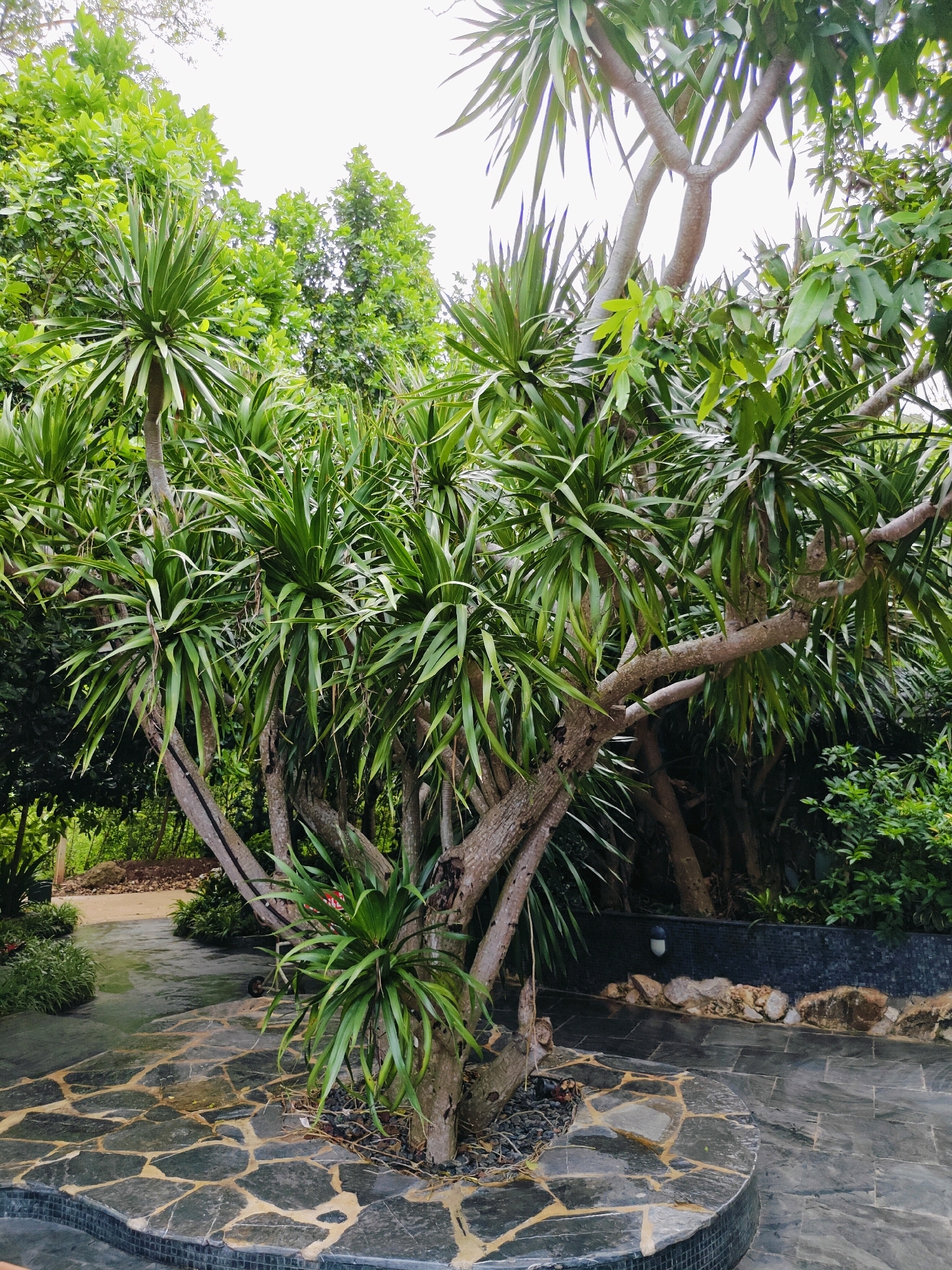 In the city of Mu Si, Thailand, a medium-sized, multi-trunked tree with distinctive spiky, strap-like green leaves is the central focus of the scene. The tree is situated in what appears to be an outdoor landscaped area, possibly a garden or park. The ground surrounding the tree is paved with large, irregular, dark gray flagstones, interspersed with lighter yellow-brown grout. The stones form a curved pathway leading away from the viewer, and a circular area directly around the tree's base is also paved in a similar fashion. The base of the tree is mulched with small black stones.
Behind the tree, lush green foliage of various other plants and trees creates a dense backdrop. The lighting suggests it is daytime, with overcast or diffused light, as there are no harsh shadows. In the mid-ground, to the right of the main tree, a low wall constructed with dark mosaic tiles and adorned with a scattering of rocks and a single outdoor light fixture can be observed. The overall impression is one of a well-maintained, tropical garden setting. There are no people or animals visible in the image.