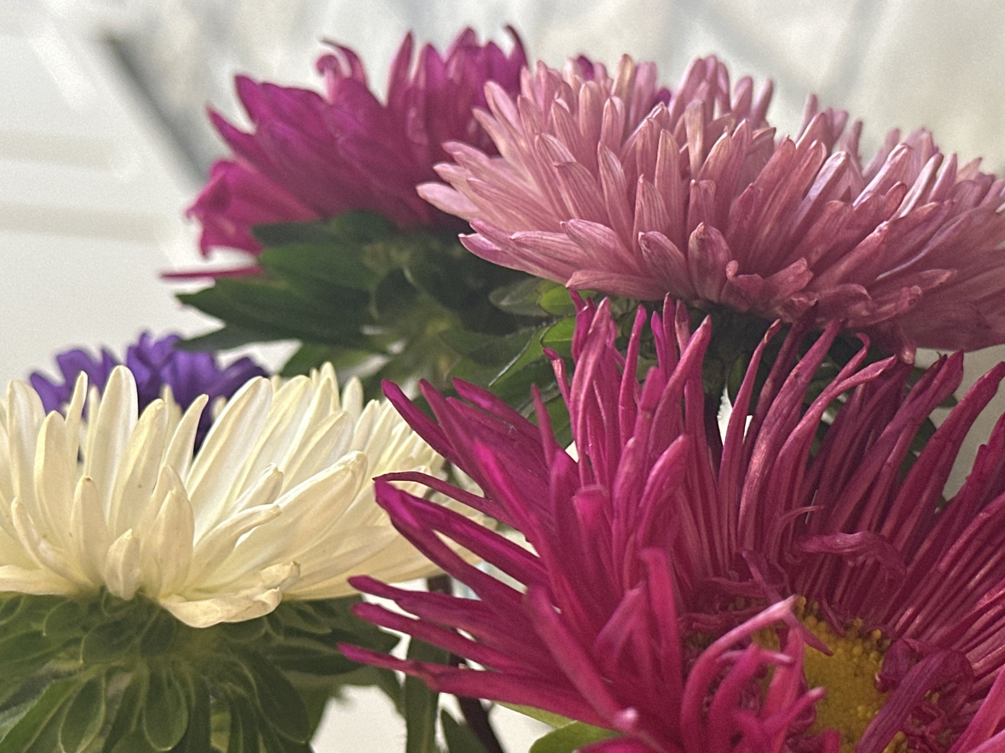 A close-up, vertical shot displays a bouquet of asters in various vibrant colors, including white, deep pink, and light pink. One deep pink aster is prominently featured in the foreground, its delicate, spiky petals spread wide, revealing a bright yellow center. To its right, a lighter pink aster exhibits a similar petal structure, though slightly softer in hue. Behind these, a deep pink aster is partially visible, and further back, a creamy white aster with a green base. A hint of purple can be seen in the upper left corner, peeking out from behind the white aster. The flowers appear to be arranged in a vase, with green foliage visible between them. The background is softly blurred, suggesting an indoor setting with diffused natural light. No specific location in Nevinnomyssk, Russia, can be determined from the image.
