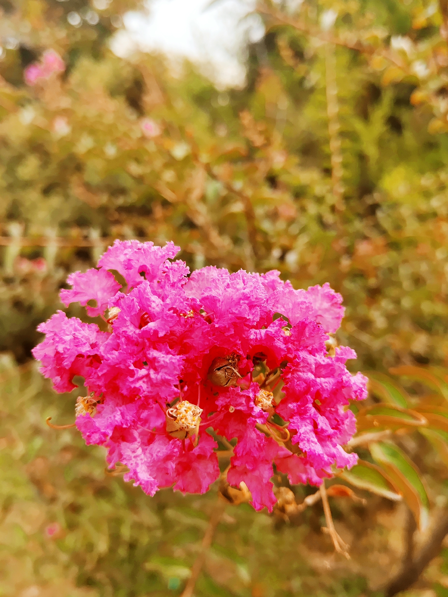 A close-up, vertical, medium shot captures a cluster of vibrant pink crape myrtle flowers in bloom. The flowers, with their delicate, crinkled petals, are the primary subject, filling the center of the frame. A small, brown insect is visible resting on one of the flowers. The background consists of out-of-focus foliage in shades of green and brown, suggesting an outdoor environment, likely a garden or park. The lighting is soft and natural, highlighting the texture and color of the flowers. The image does not provide any specific geographical context that would place it in Tashkent, Uzbekistan.