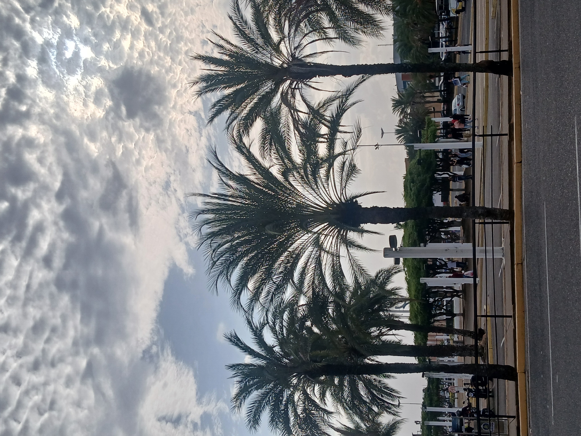 The image, when viewed upright, presents an urban street scene in Ciudad Guayana, Venezuela, under a cloudy daytime sky. Several tall palm trees with dark green fronds are prominent in the foreground and midground, their silhouettes distinct against the bright, partially overcast sky. The sky is filled with a textured pattern of altocumulus clouds, with brighter areas suggesting the sun's presence behind them.
In the midground, a multi-lane asphalt road, marked with yellow dividing lines, runs parallel to a sidewalk. Numerous people are visible along the sidewalk and near the road, either walking or standing in small groups. They appear to be casually dressed, engaged in typical daily activities. Various vehicles, including cars and several motorcycles, are present on the road and parked alongside the sidewalk.
The scene features common urban infrastructure such as white rectangular pillars (possibly part of a bus stop or public amenity), black metal barriers, and streetlights. Green hedges and smaller trees line portions of the pedestrian area. In the lower right foreground, a blue sign on a structure, partially obscured by a palm tree, clearly displays the Spanish word "CAJERO" (ATM) and "BANC..." below it, indicating a banking facility. The bright, diffused light suggests it is daytime, likely late morning or afternoon, with no strong shadows.