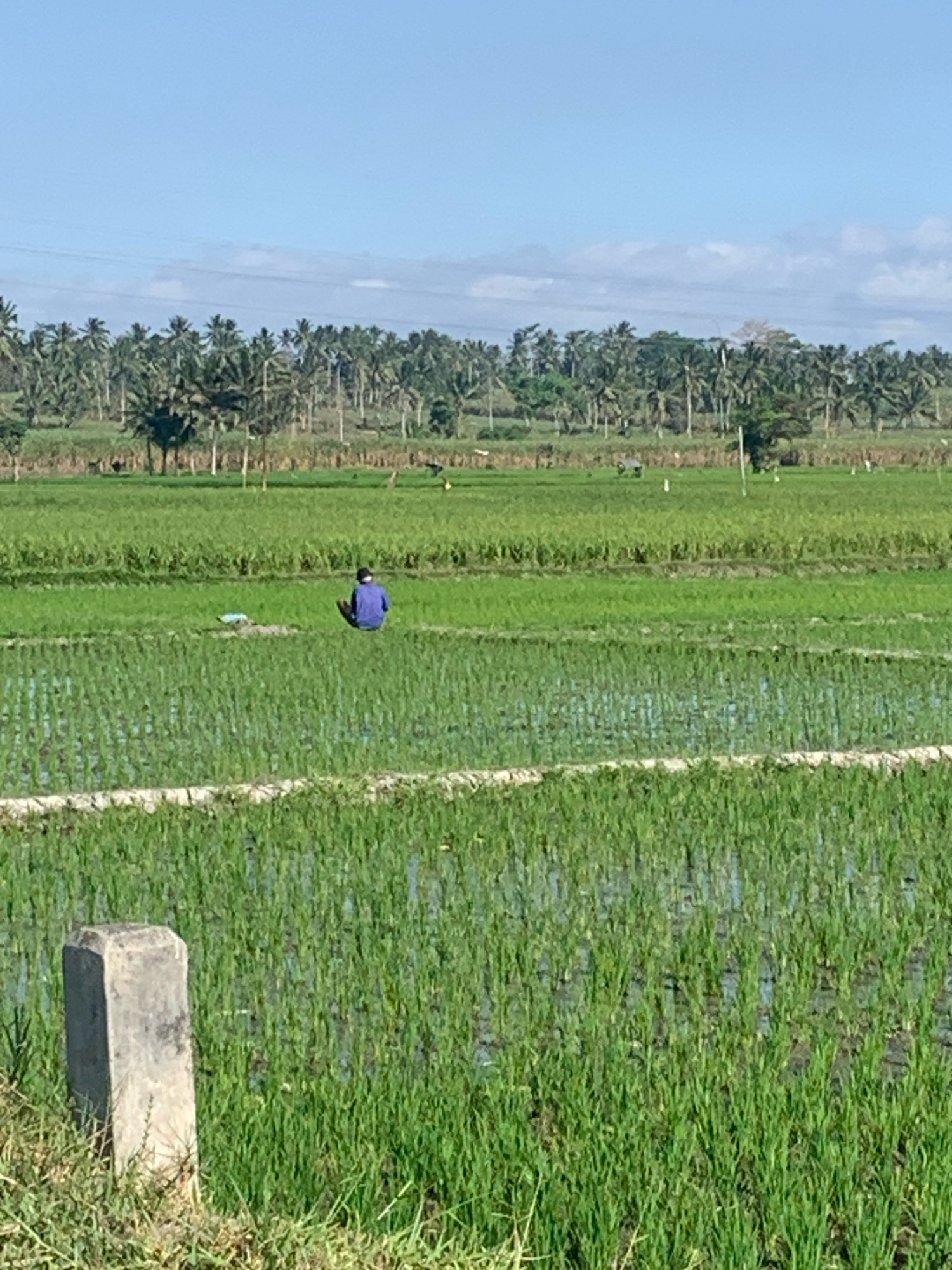 A wide shot captures a rural landscape in Sukonolo, Indonesia, dominated by lush green rice paddies. In the middle ground, a lone individual, dressed in blue, is seen squatting amidst the crops. The background features a dense line of palm trees under a clear sky with scattered clouds. A weathered concrete marker stands prominently in the foreground to the left.