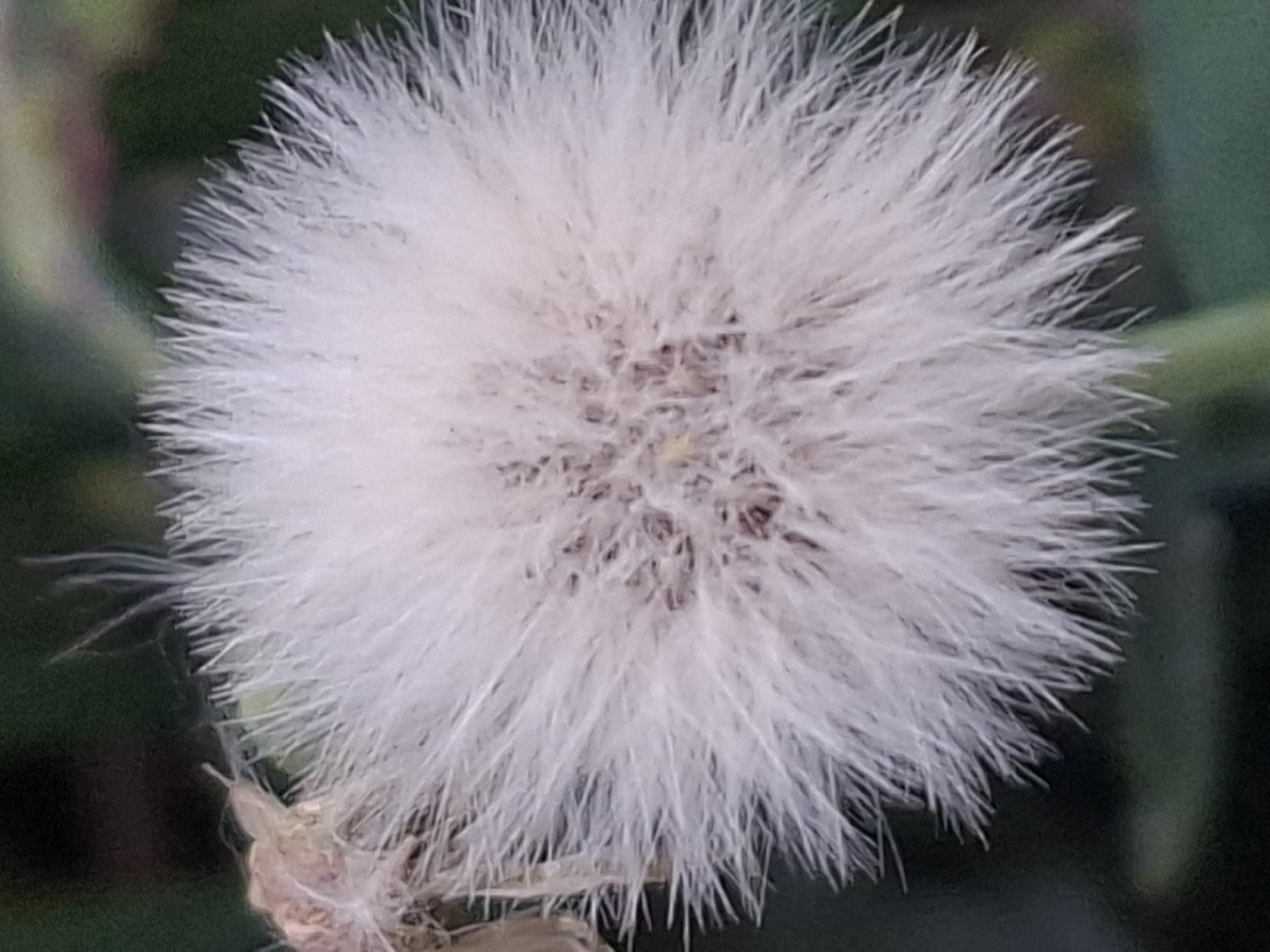 A close-up, vertical shot showcases a fluffy, white seed head of a plant, possibly a dandelion or a similar species. The seed head is the primary subject, filling most of the frame with its feathery structure. It is predominantly white with hints of light pink and brown at its center, suggesting it is in a mature stage of development. The texture is soft and airy, with individual filaments radiating outwards. To the left of the seed head, a small portion of a dried, brown leaf or remnant is visible, attached to the stem. The background is a blurred expanse of dark green and some muted brown and pink tones, indicating foliage or other plants. The lighting appears natural, casting subtle shadows and highlighting the delicate nature of the seed head. The image lacks any discernible urban features, people, or specific landmarks that would tie it to Almaty, Kazakhstan.