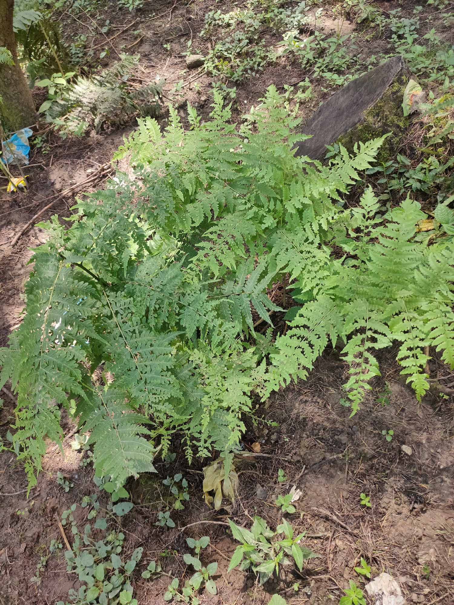 An overhead shot shows a lush green fern plant thriving in a dirt area. The fern, with its intricate, feathery fronds, dominates the frame, its vibrant green leaves contrasting with the muted tones of the surrounding environment. The ground beneath the fern is composed of dark, rich soil, interspersed with dry leaves, twigs, and a few small, sparse green plants. To the left of the fern, the textured bark of a tree trunk is visible, with a crumpled blue and white plastic bag and a yellow object near its base. Further to the right, a large, weathered piece of wood, possibly a fallen branch or a section of a log, lies partially covered by moss and surrounded by greenery. The overall scene suggests a natural, uncultivated outdoor setting.
