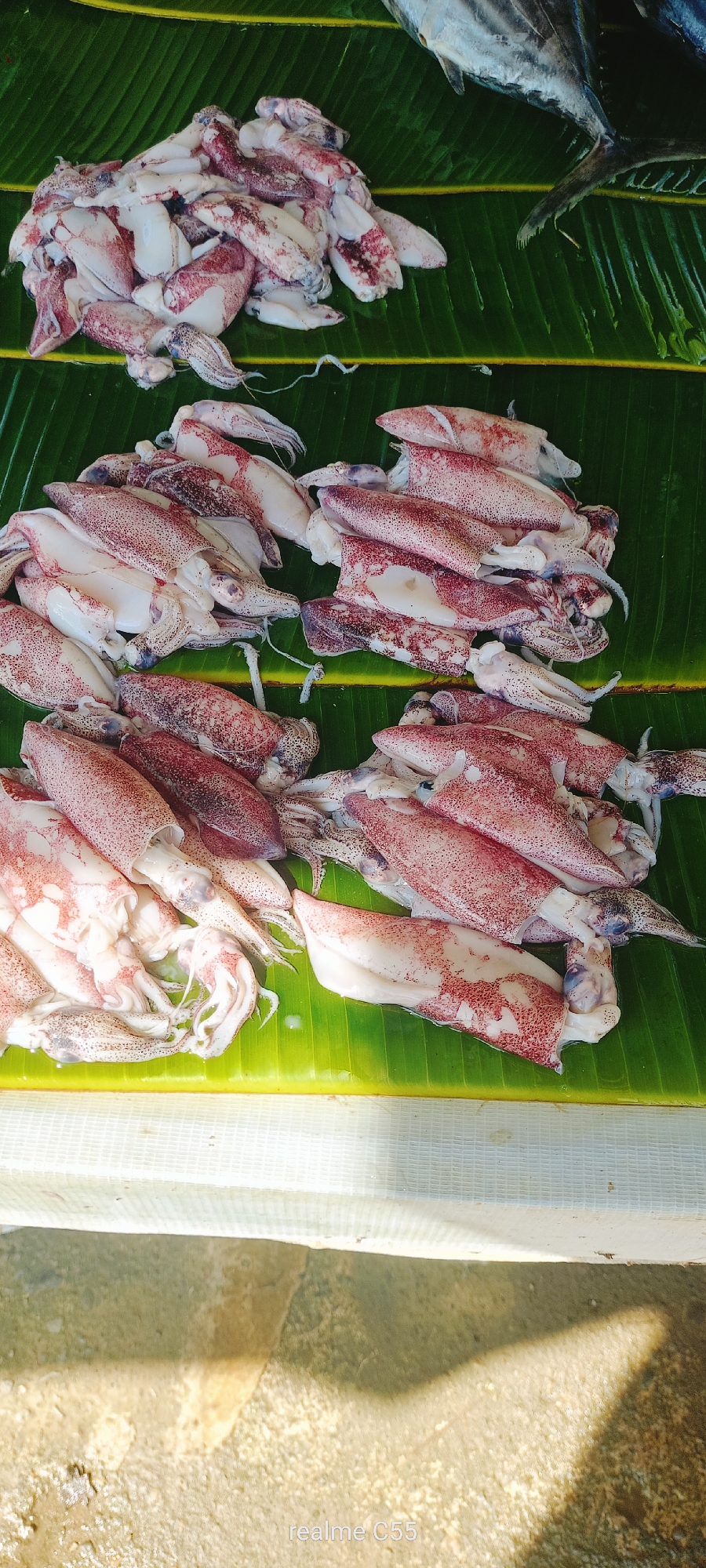 The image captures a vibrant display of fresh seafood, likely at a market in Lhokseumawe, Indonesia. The primary subjects are numerous squid, arranged in several piles on a bed of large, green banana leaves.
The squid, appearing to be freshly caught, exhibit a range of sizes and are characterized by their white bodies speckled with reddish-purple chromatophores, indicating good freshness. Their bodies are tubular, and some still have their tentacles visible. They are artfully arranged in distinct clusters across the banana leaves, which serve as a natural and traditional presentation method for fresh produce and seafood in many Southeast Asian cultures.
In the upper right corner of the image, the tail section of a larger fish is partially visible, suggesting a variety of fresh catch available at this location. The fish appears to have dark scales, possibly indicating a pelagic species like tuna.
The activity depicted is the sale or display of fresh seafood. The scene is brightly lit by natural sunlight, suggesting it is daytime, possibly morning, when fresh catches are typically brought to market. Distinct shadows are cast on the light-colored, somewhat rough ground surface below the display, confirming sunny weather conditions.
A visible white, possibly mesh or plastic, barrier runs horizontally across the bottom third of the image, separating the seafood display from the ground. In the bottom right corner, the text "realme C55" is visible, indicating the device used to capture the photograph. The overall impression is one of an authentic, local market scene bustling with fresh produce.