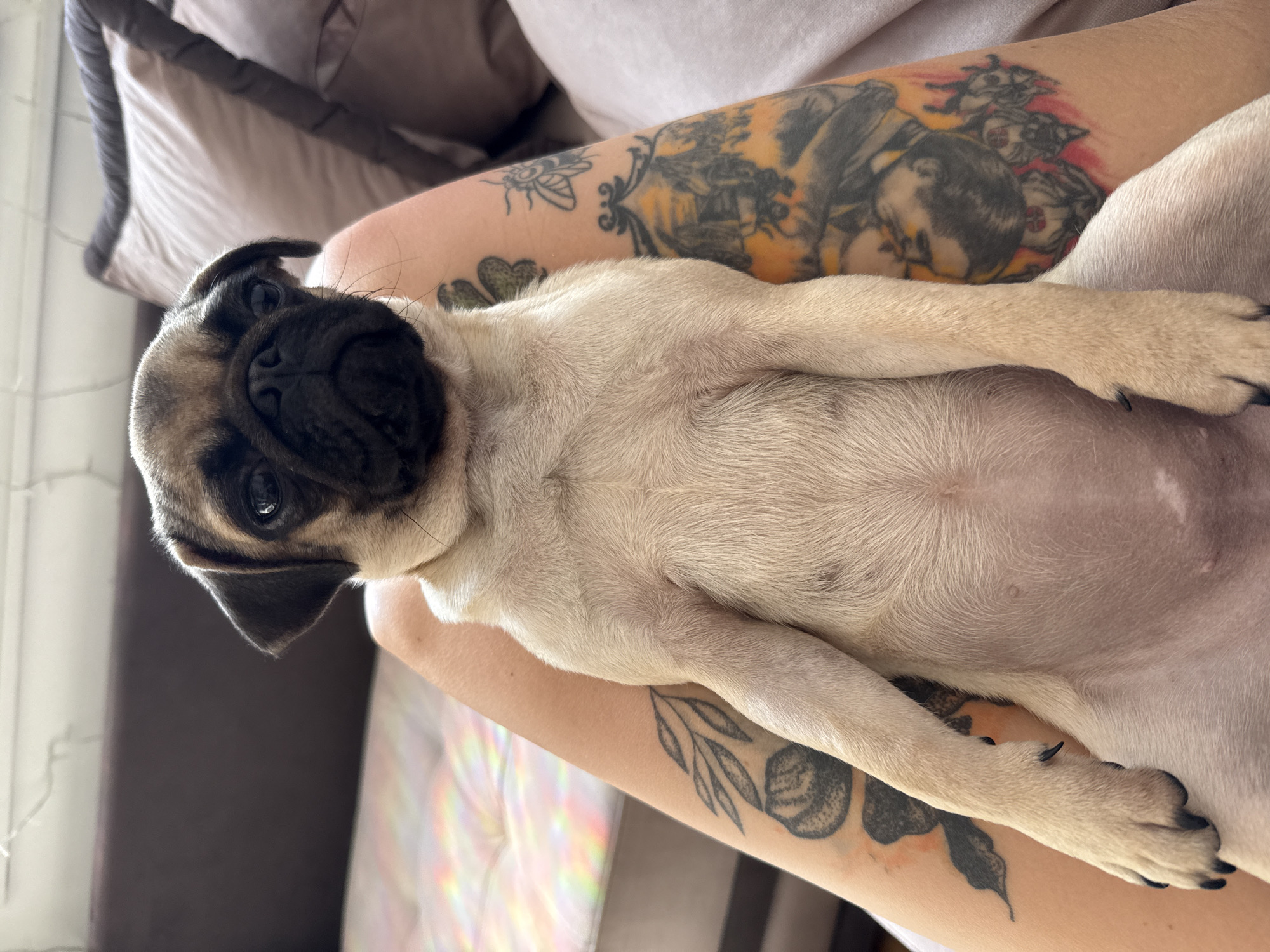 A pug puppy is resting on a person's lap. The puppy is light tan with a black muzzle and ears, and its eyes are dark. The person's legs are visible, adorned with tattoos. The tattoos on the left leg include a leafy branch and a flower. The tattoos on the right leg depict a bee and what appears to be a portrait with other figures. The background shows a sofa with pillows and a window with some rainbow light filtering through. The setting appears to be indoors, likely a living room.