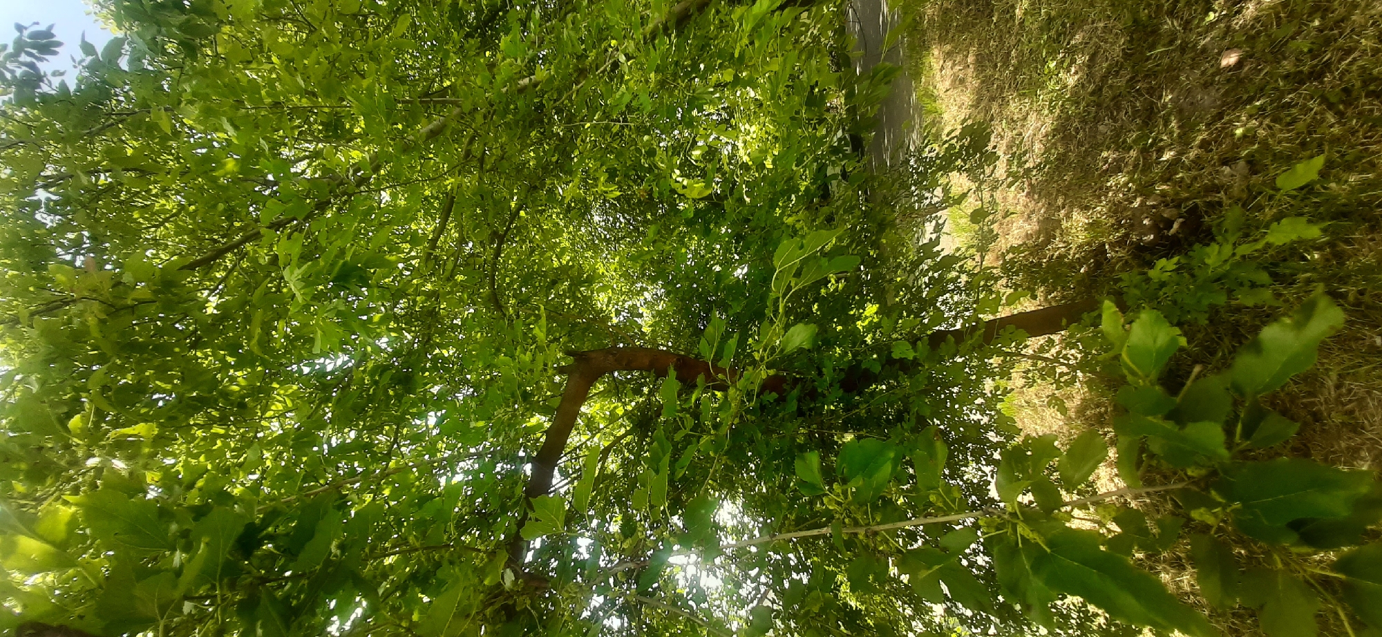 A vertical, medium-shot photograph captures a dense canopy of lush green leaves and branches of a tree, with sunlight filtering through, creating a dappled effect. The trunk of the tree, with its textured bark, is visible in the lower half of the frame, curving slightly to the left. Below the tree, the ground is covered in dry grass and some scattered leaves. In the background, a paved road is visible, indicating an outdoor, possibly park-like or residential setting in Yessentukskaya, Russia. The image is devoid of any human presence or discernible activity.