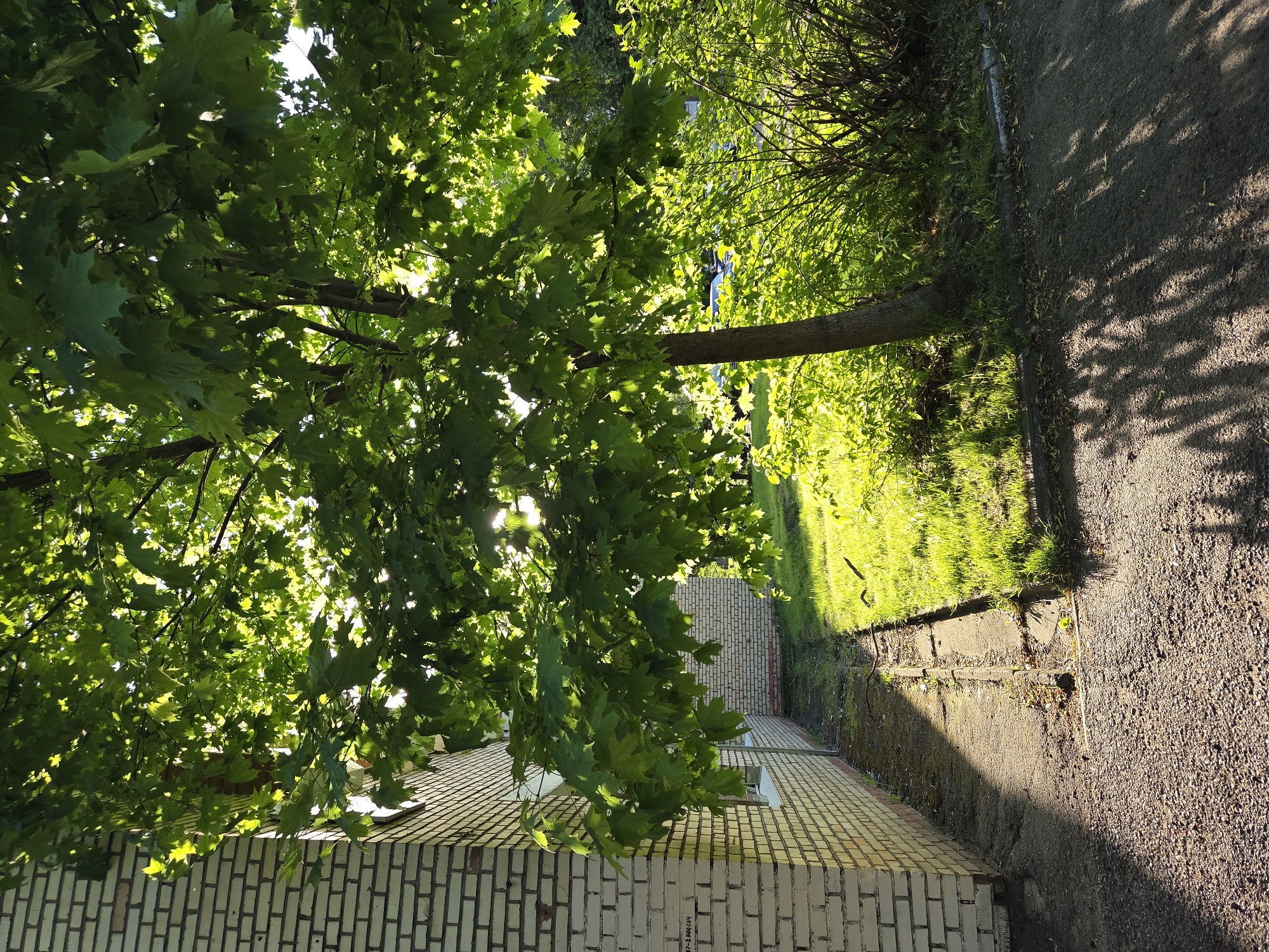 The image presents an outdoor scene in an urban setting. In the foreground is a light brick building with a visible window. A large tree with dense green foliage dominates the upper left portion of the image, with sunlight filtering through the leaves. To the right, a grassy area is visible, adjacent to a paved walkway. The walkway is partially shaded by the tree. The location is Unknown, Unknown. There are no people visible in the scene.