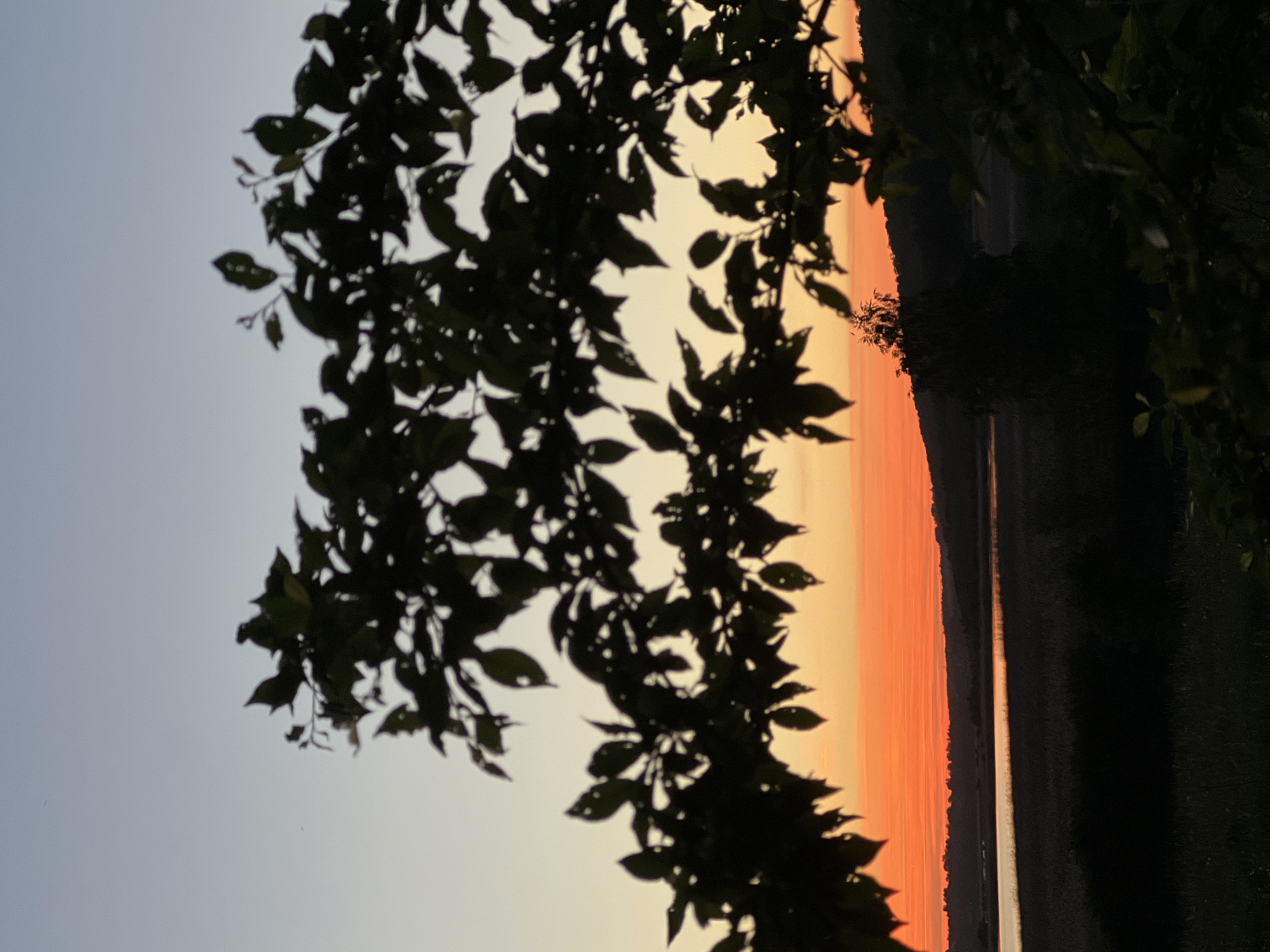 The image shows a sunset view of a waterway through the silhouette of tree leaves. The sky transitions from light blue to a vibrant orange near the horizon, reflecting on the water surface. Dense foliage or trees are present on the right side of the frame, further darkening the scene. Vertelka, Ukraine is not discernible in the photo. No people, subjects, objects, actions or interactions are visible.