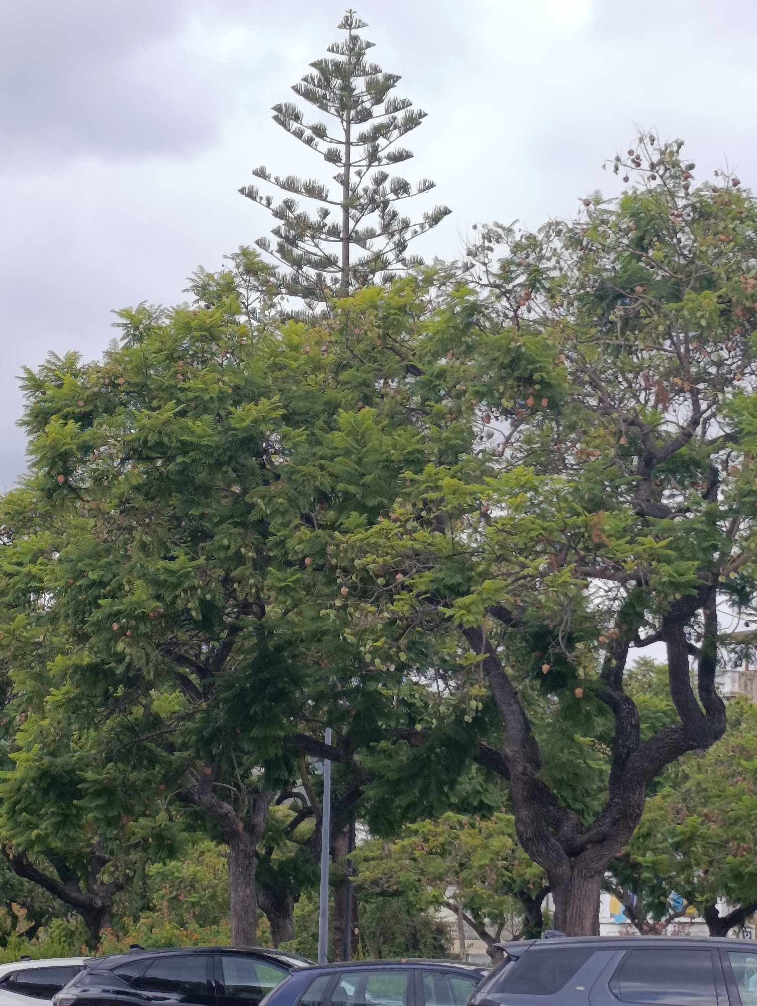 The image depicts a street scene in Setúbal, Portugal, under an overcast sky. In the foreground, several cars are parked. Beyond the cars, lush green trees dominate the frame, with one particularly prominent tree featuring a distinctive, twisted trunk and numerous large, light-brown seed pods. In the background, a tall, slender pine tree with a characteristic tiered appearance stands out against the sky. Buildings and a street lamp are visible behind the trees, suggesting an urban environment. The overall impression is one of a moderately dense urban park or street lined with mature trees.