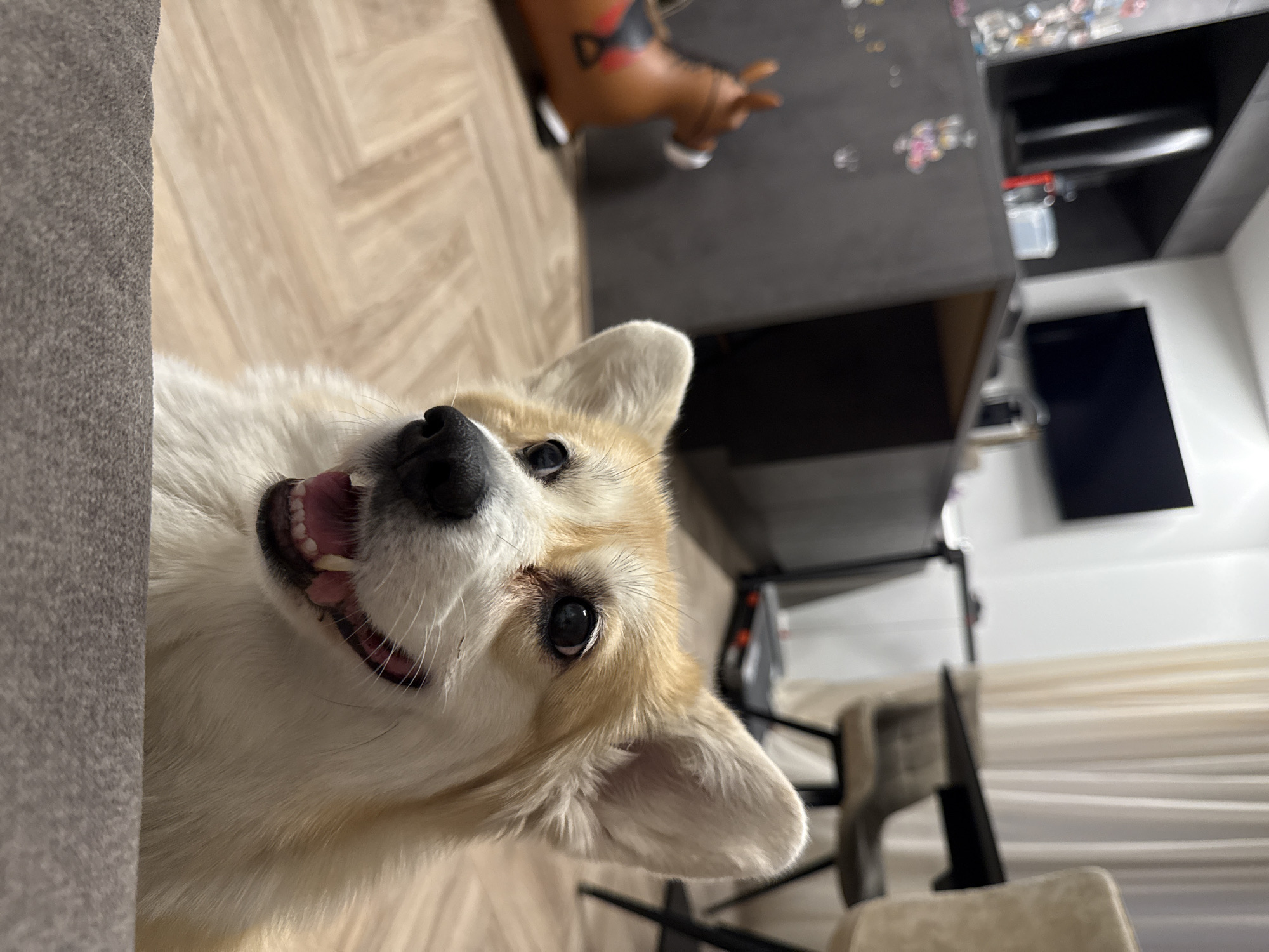 A corgi with cream and beige fur is looking up at the camera with its mouth slightly open, showing its teeth. The dog is positioned near the edge of a grey sofa. In the background, there is a wooden floor and a black desk with various small objects on it. Behind the desk, a TV is mounted on a white wall, with a window and curtains visible on the right. The location appears to be indoors, possibly a home. There is no information about this image being in Krasnoyarsk, Russia.