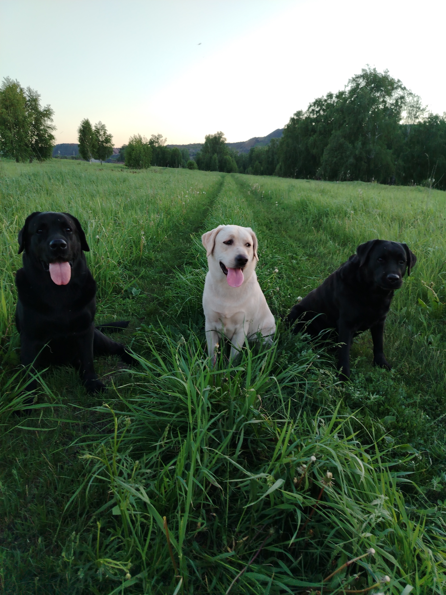 Three Labrador Retrievers are captured sitting in a vast green field in Рассвет, Russia, likely during dawn or dusk given the soft light. In the foreground, two black Labradors frame a cream-colored one, all positioned in a patch of taller grass. The black Labrador on the left faces directly forward, its tongue out in a happy, panting expression. The cream Labrador in the center mirrors this, also facing forward with its tongue visible. The black Labrador on the right is slightly angled, looking towards the camera with a calm demeanor.
The dogs are surrounded by lush, vibrant green grass, with a distinct dirt path visible behind them, stretching into the background. This path suggests a trail through the open countryside. Beyond the field, a line of trees marks the midground, with distant hills or mountains rising softly against a clear, light-toned sky. The scene conveys a peaceful and natural setting, possibly during a morning walk or outdoor adventure. No visible text is present in the image.