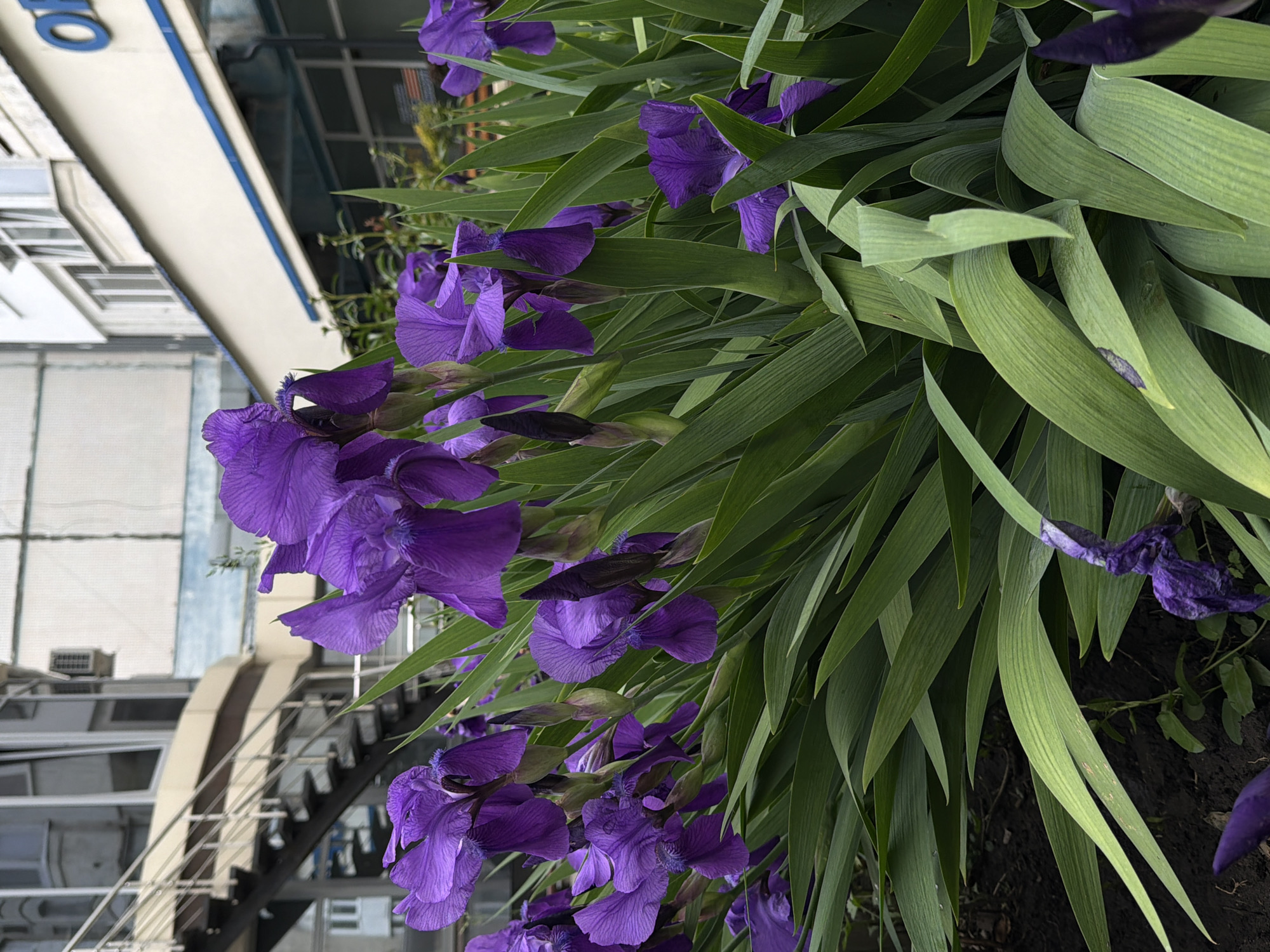 A vibrant display of purple irises, with long, green leaves, cascades down the side of an exterior staircase attached to a multi-level building. The building has a white facade with blue trim. The staircase is made of metal, with railings and steps visible through the flowers. The location is in the city of Unknown, Unknown.