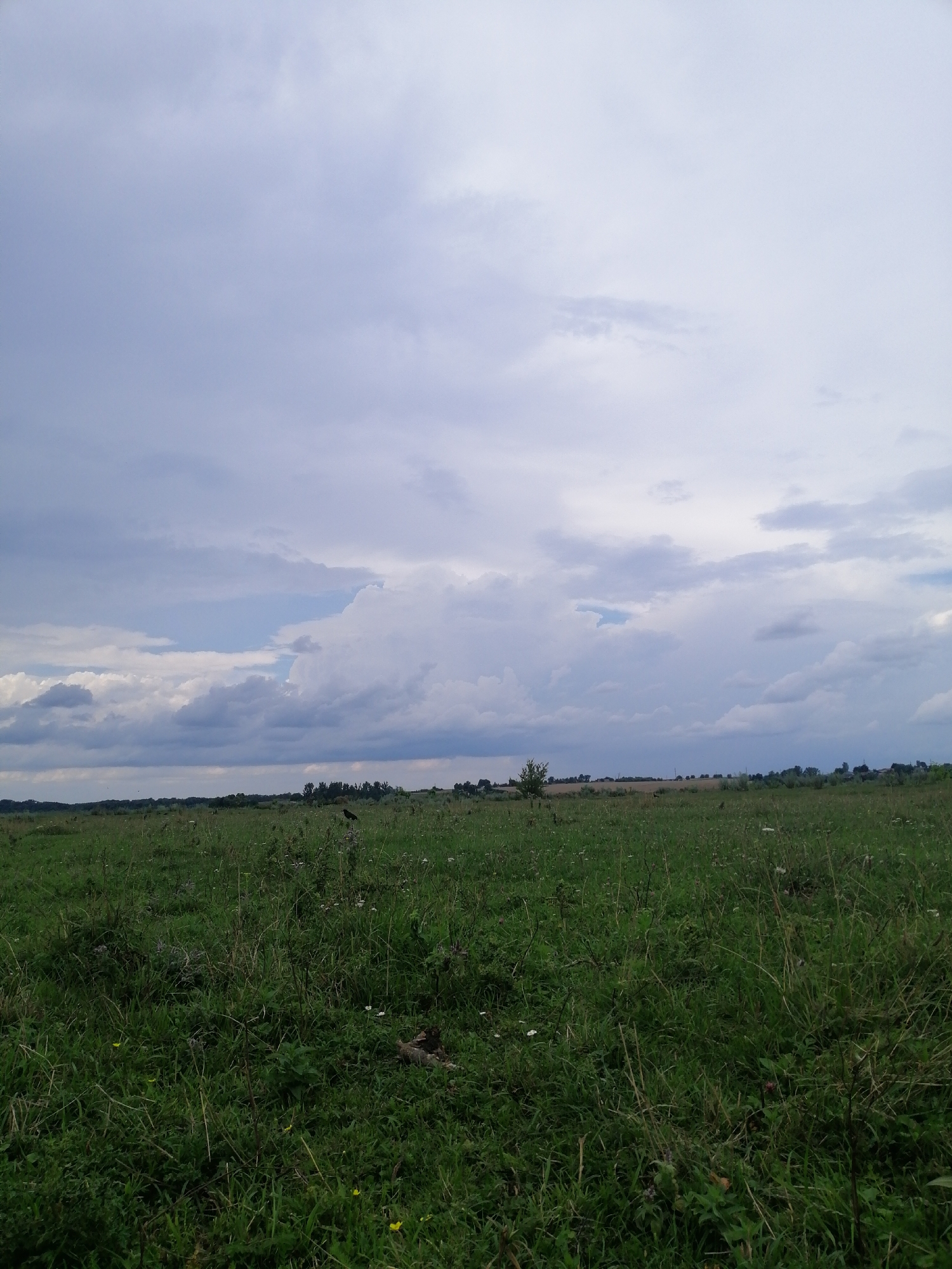 The image shows a vast, green meadow under a cloudy sky. The foreground is filled with tall, dense grass and wildflowers, creating a natural and slightly unkempt landscape. In the middle ground, a lone black bird stands in the grass, appearing to be in profile. Beyond the meadow, a line of trees and some distant buildings can be seen, suggesting a rural or semi-rural environment. The sky is dominated by a mix of gray and white clouds, with hints of blue peeking through in places, indicating an overcast day. The overall impression is one of natural beauty and tranquility.