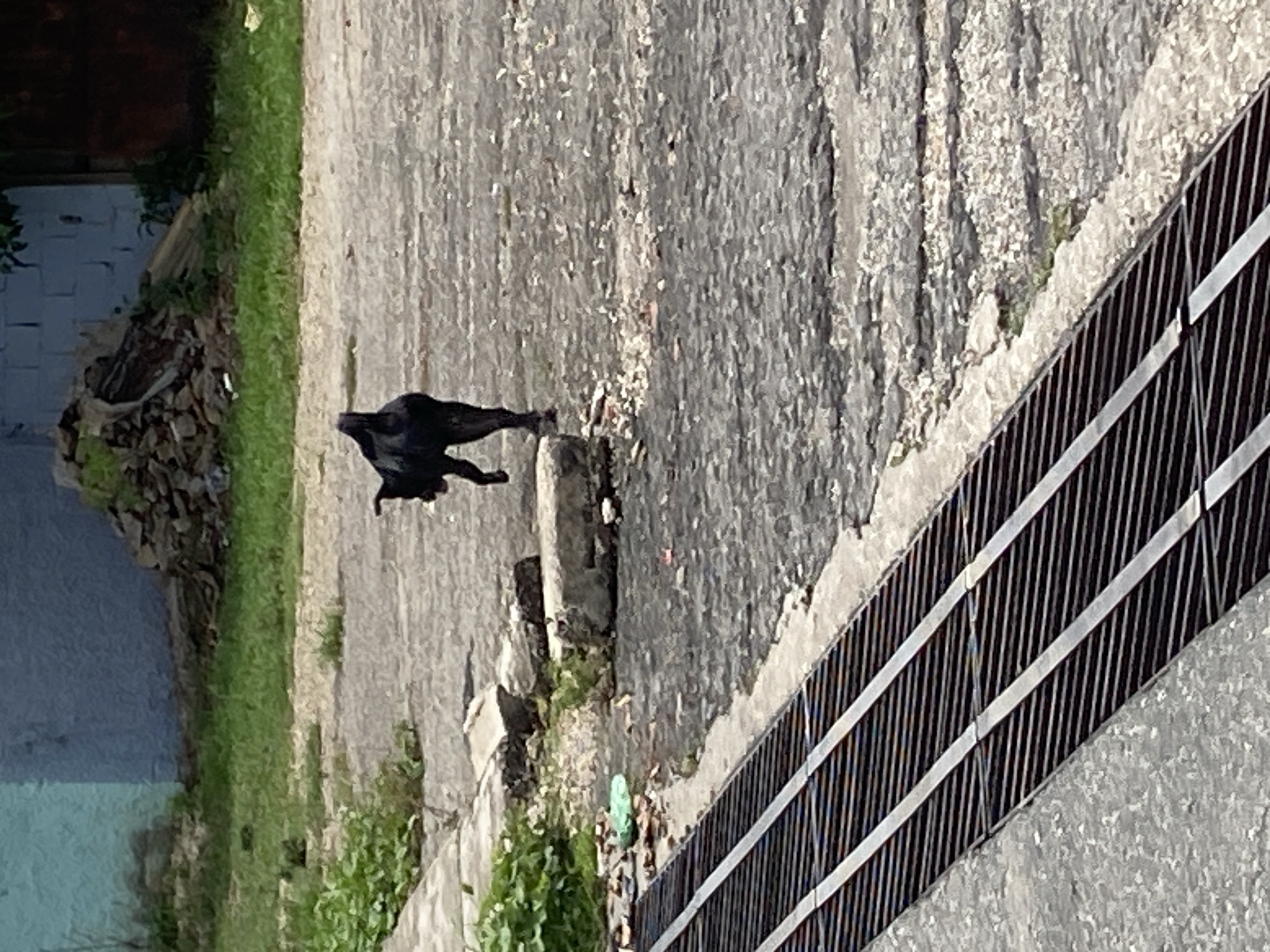 The image shows a black bird walking on a concrete surface next to a metal grate in Tinaquillo, Venezuela. A patch of grass and foliage runs alongside the concrete, and a pile of debris is visible near a light blue building in the background.