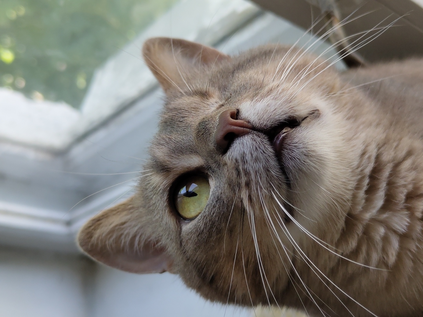 A close-up, low-angle shot shows a cat with tawny fur, green eyes, and long white whiskers. The cat is lying down, its head tilted to the side, with the left eye visible and the pink nose centered. The background includes a window frame, and out-of-focus green foliage is visible through the window. The cat appears relaxed. Location is Unknown, Unknown.