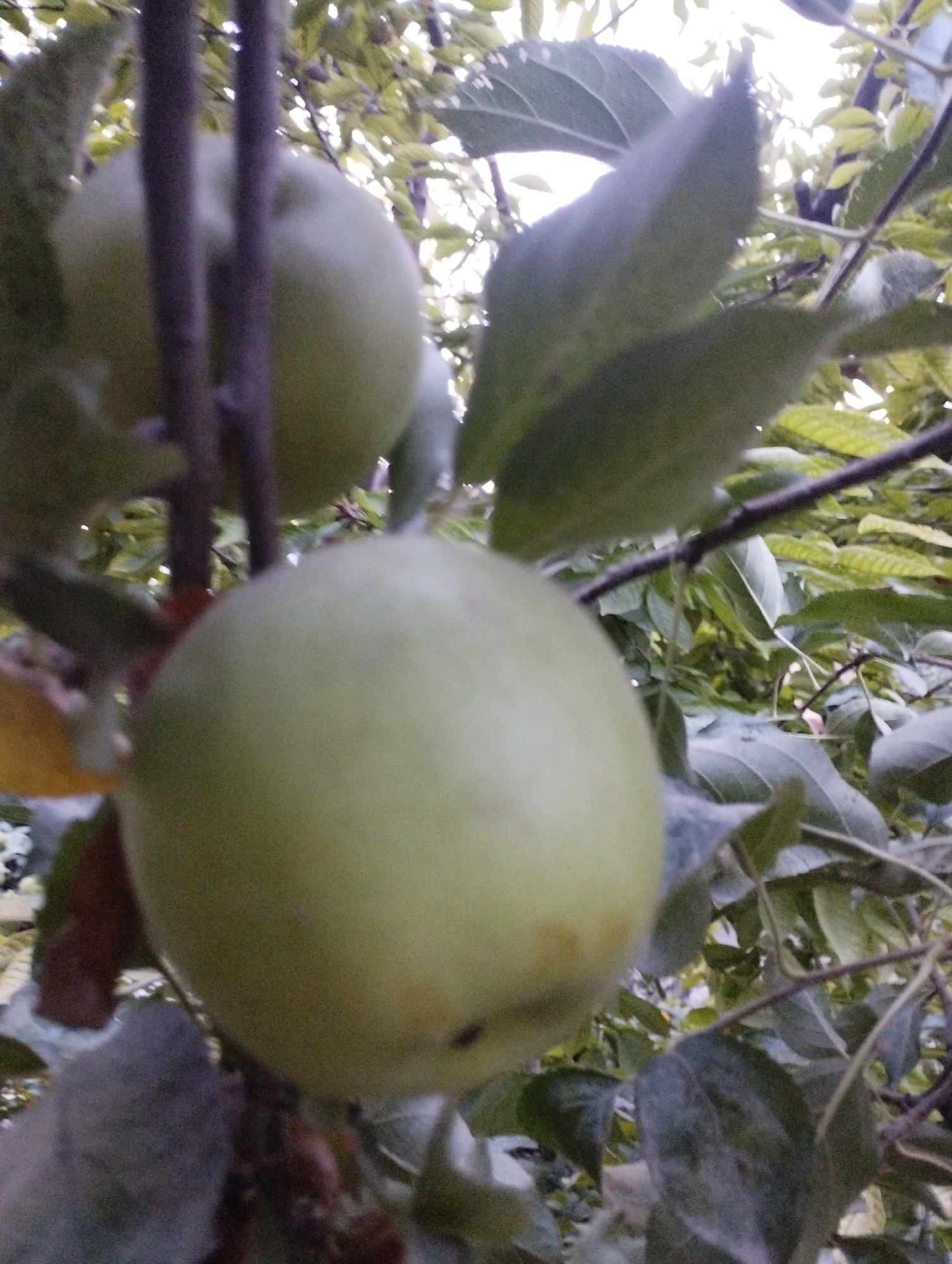 The image depicts two green apples hanging from a tree branch. The apple in the foreground is larger and more in focus than the one in the background, which is partially obscured by foliage. The leaves of the tree are green and some are in shadow. The sky is visible in the upper part of the image, suggesting it is daytime. The scene appears to be outdoors, likely in an orchard or garden. No people or specific landmarks are visible to indicate the exact location within Novopavlovka, Kyrgyzstan.