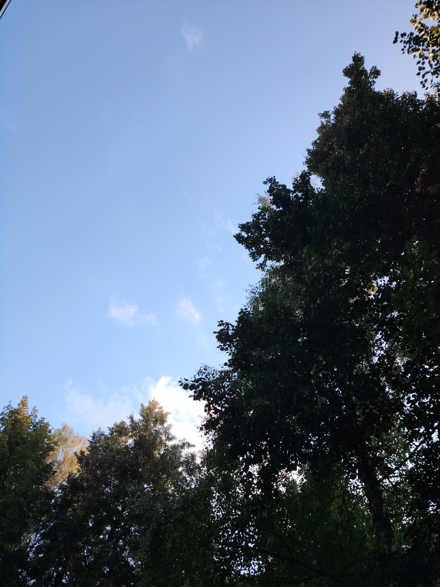 The image captures a low-angle view of tree canopies against a clear blue sky with scattered white clouds. The trees, primarily deciduous, are dense with dark green foliage, suggesting a summer or early autumn setting. Some leaves on the right side of the image appear lighter, possibly indicating a change in season or a different type of tree. The sun is not directly visible, but its presence is implied by the bright sky and the way some light filters through the leaves. The scene appears to be outdoors, likely in a park or wooded area within a city.