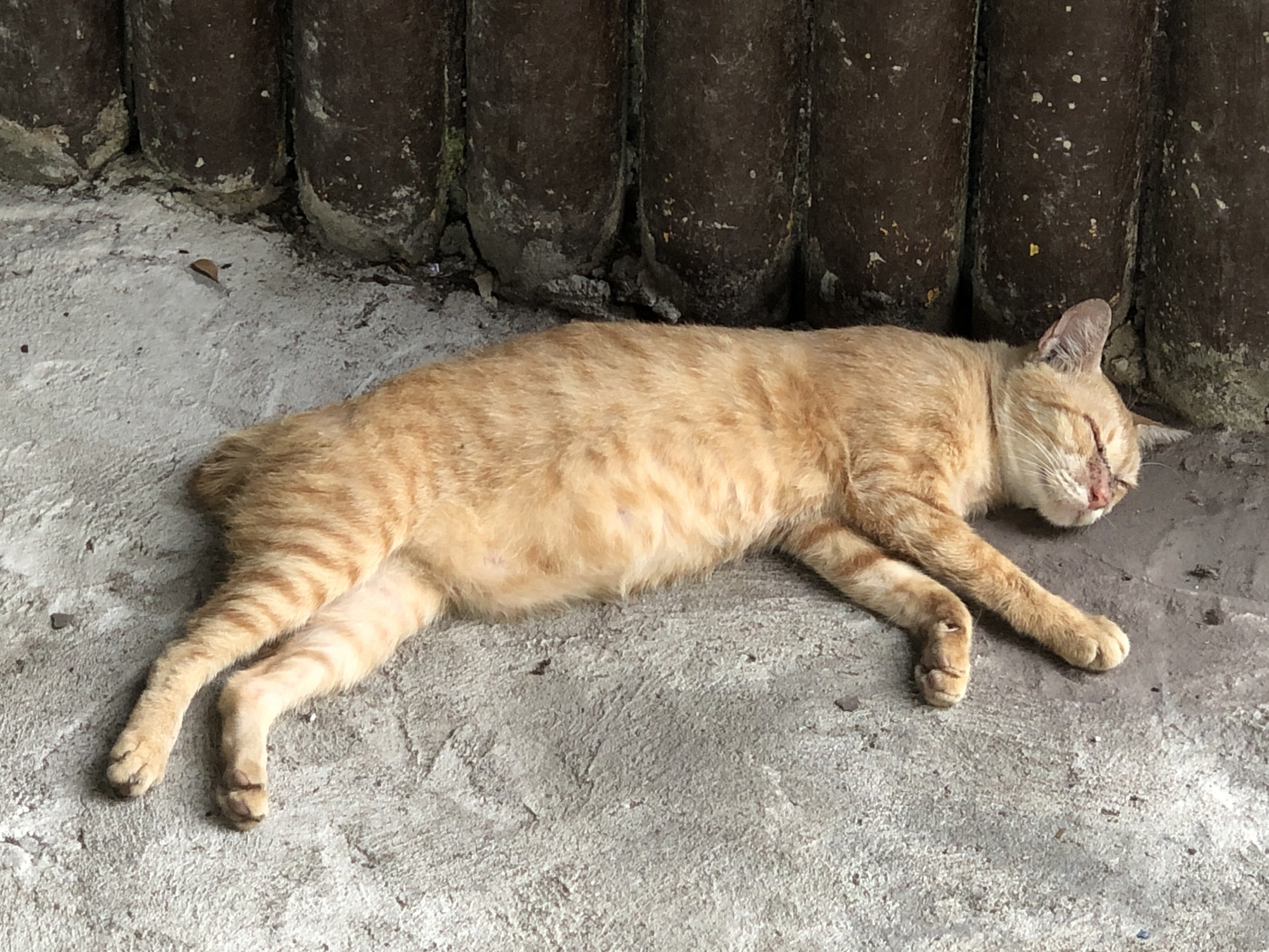 An orange tabby cat is lying on its side on a concrete surface, with its eyes closed, appearing to be asleep. The cat has striped markings on its fur. Behind the cat is a dark, textured wall or fence made of vertical, cylindrical elements. The concrete surface appears somewhat rough and uneven, with some scattered debris. The scene is outdoors, and the lighting suggests it is daytime. The location is Uteungeulinggang, Indonesia.