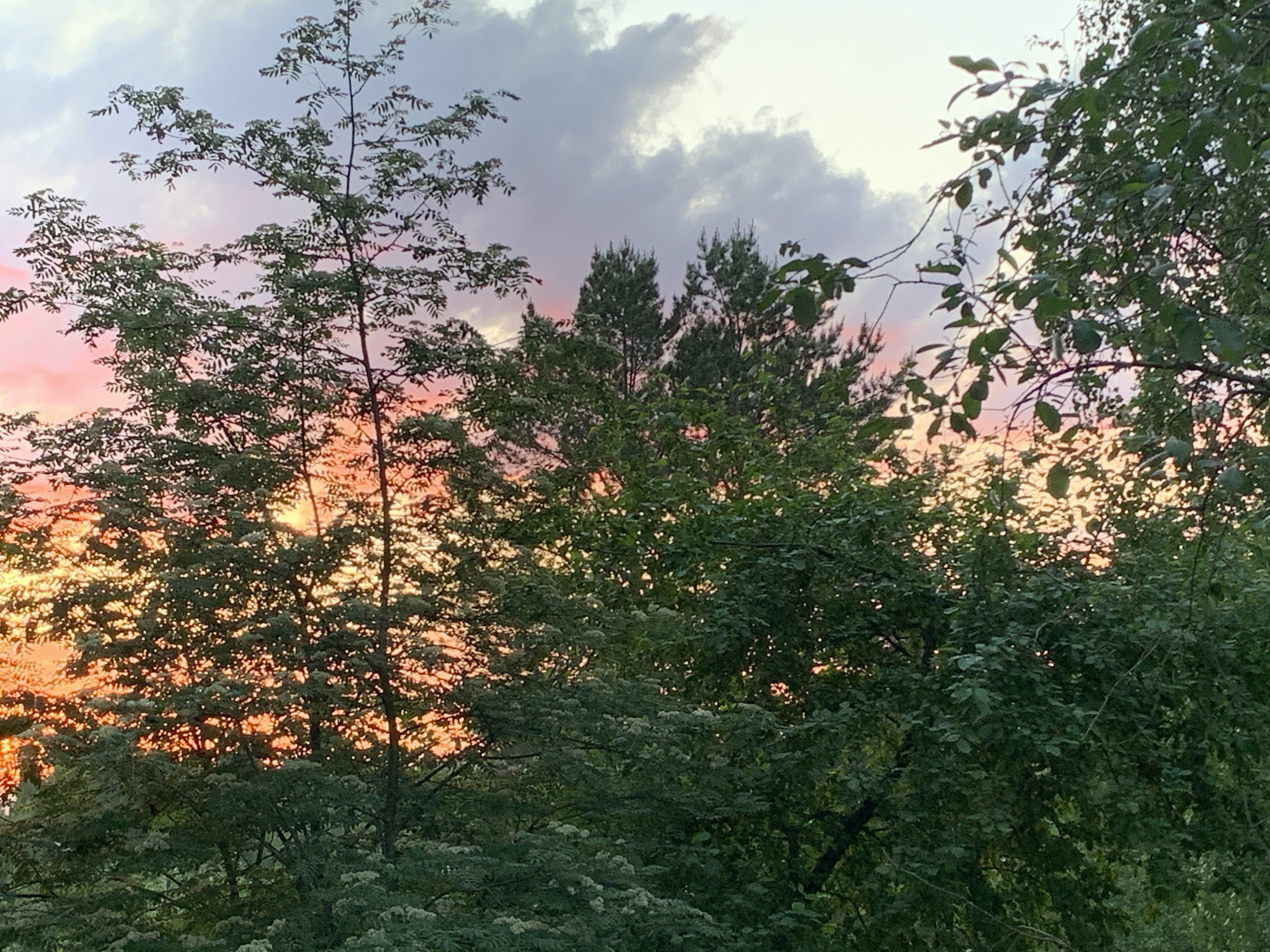 The image depicts a sunset seen through trees. The sky is a mix of pink, orange, and grey colors. Trees with green leaves are in the foreground, partially obscuring the view of the sky. The location is Chaikovsky, Russia.