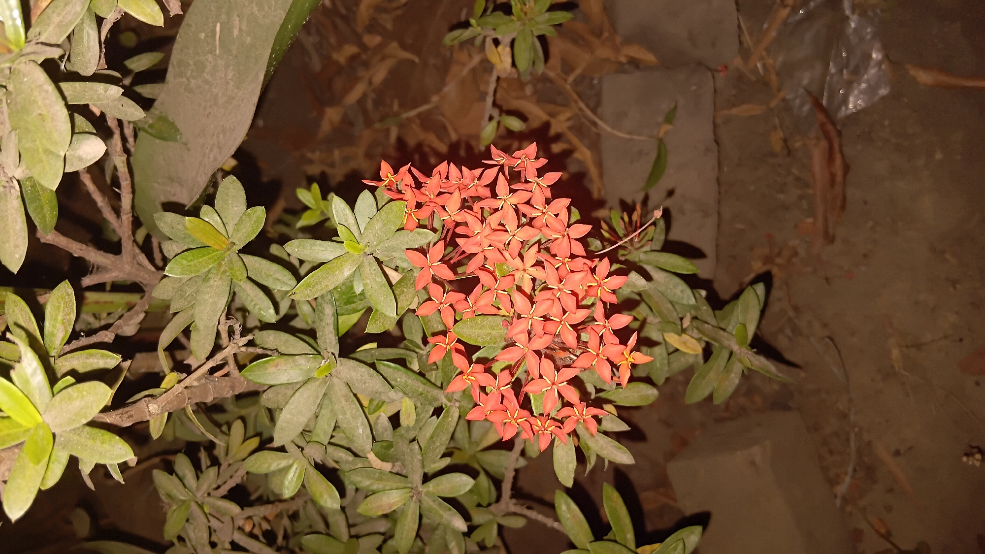The image shows a cluster of vibrant orange Ixora flowers blooming amidst green foliage. The flowers are small and star-shaped, with delicate yellow stamens. They are arranged in dense, rounded clusters, creating a striking visual contrast against the dark green leaves. The plant appears to be growing outdoors, possibly in a garden or park setting. The background is slightly blurred, but suggests a natural environment with hints of dry leaves and soil. The lighting suggests it is either dusk or the image was taken with artificial light, casting subtle shadows and highlighting the textures of the petals and leaves. The scene is serene and natural, focusing on the beauty of the blooming Ixora.