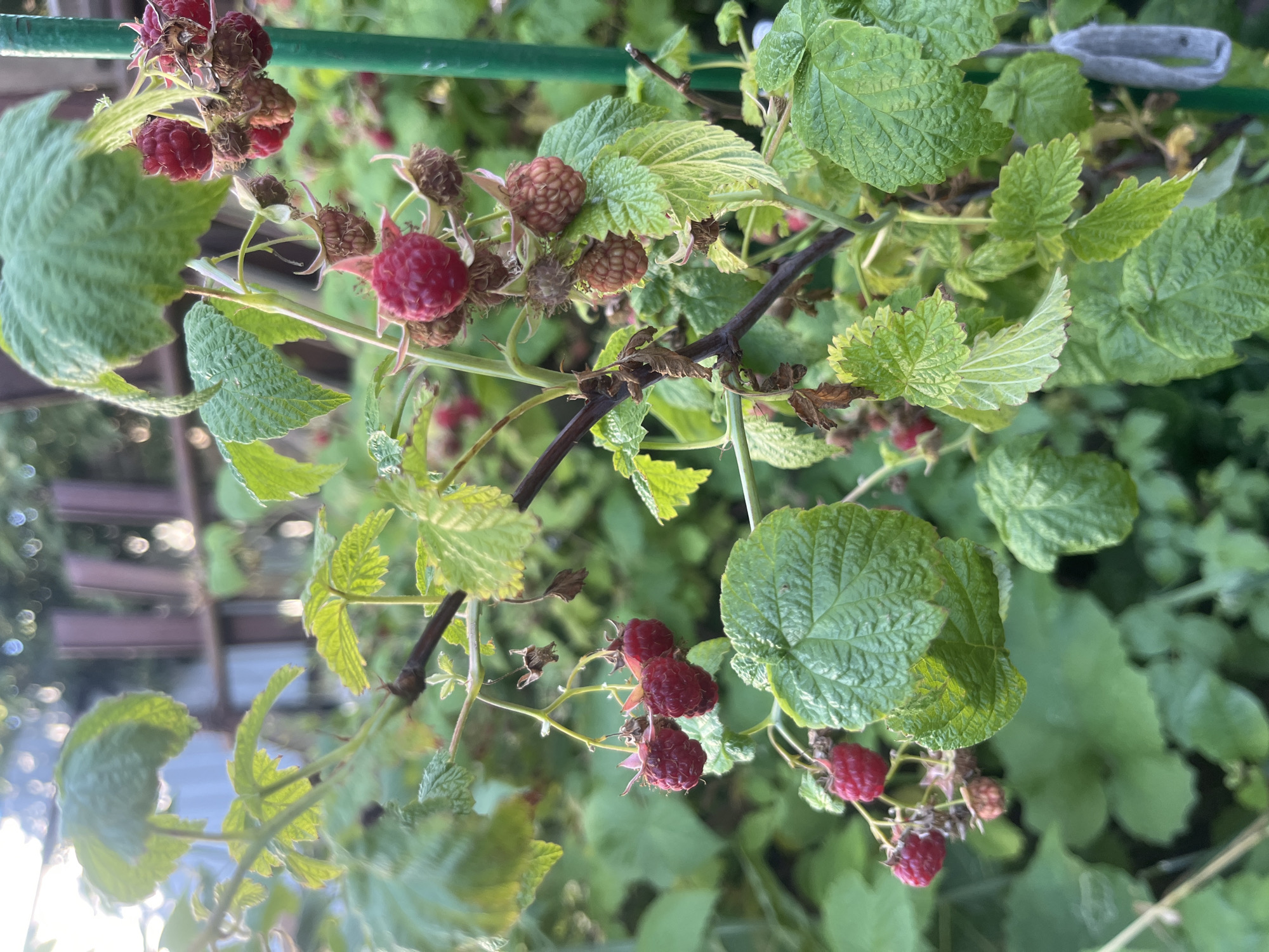 This is a close-up, eye-level, outdoor shot of a raspberry bush in a garden setting. The image focuses on several clusters of ripe raspberries, appearing as deep red berries, some of which are partially obscured by large, textured green leaves. The raspberries are on thorny branches, typical of a raspberry bush. In the background, a wooden fence and lush green foliage suggest a residential backyard or a park. The lighting indicates it is either early morning or late afternoon, with the sun casting a soft glow. The scene is consistent with a garden in Voronezh, Russia, during the raspberry harvesting season. No people or animals are visible in the frame.
