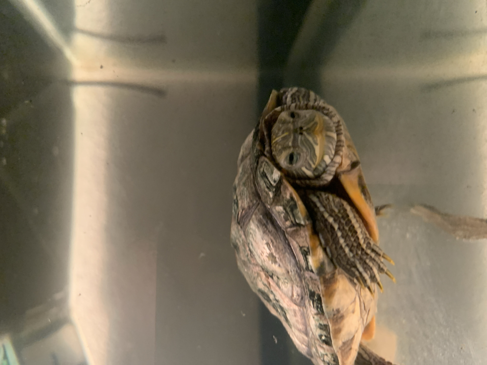 The image shows a red-eared slider turtle partially submerged in water. The turtle is curled into its shell, with its head and limbs retracted. The background is out of focus, but appears to be a tank or aquarium. The lighting is dim, suggesting it may be nighttime or the environment is intentionally kept dark. There are some reflective surfaces in the background, possibly the glass of the tank. The turtle's shell has a mottled pattern of greens, browns, and yellows, and its skin is striped with yellow and black. Its claws are visible and appear sharp. There is no visible text in the image. The scene depicts a solitary turtle in its aquatic habitat.
