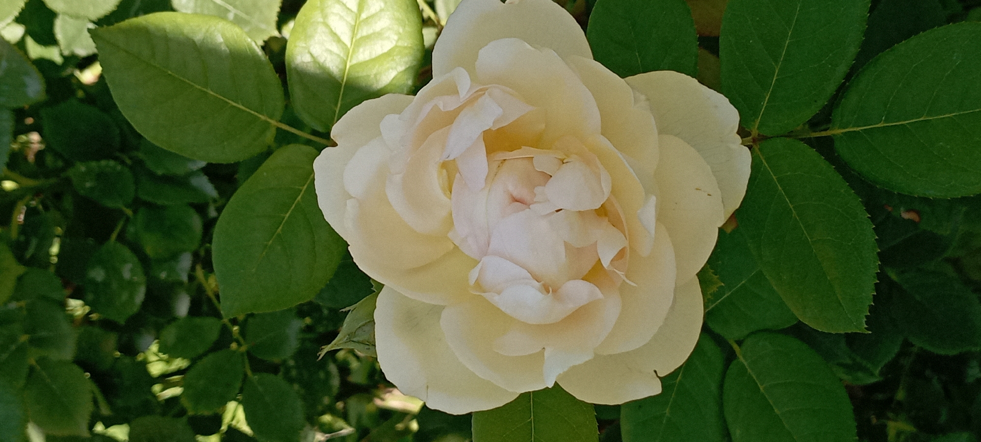 A close-up, vertical shot captures a single, light yellow rose in full bloom, nestled amongst dark green rose leaves. The rose's petals are layered and delicate, with some appearing slightly curled and translucent, revealing hints of a softer pinkish hue within. Sunlight dapples some of the leaves, creating patches of brighter green and casting subtle shadows. The background consists of more blurred green foliage, suggesting an outdoor garden setting. No people or structures are visible. The image is devoid of any specific identifying markers that would indicate its location within the city of Radisne, Ukraine.