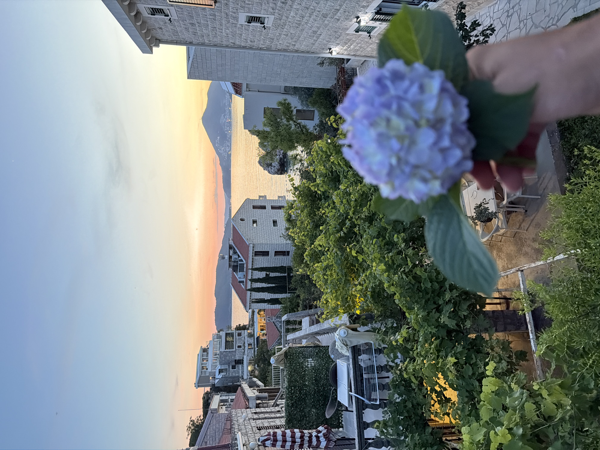 The scene overlooks the cityscape of Pržno, Montenegro, as evidenced by the typical Adriatic architecture, the coastal setting, and the recognizable silhouette of a distant mountain. The photo is taken from an elevated position, likely a balcony or upper floor. The foreground includes lush vegetation, particularly a vine, and a hand holding a blue hydrangea flower, deliberately obscuring a portion of the cityscape. Visible within the city below are buildings of varying heights, many with white facades and red-tiled roofs, characteristic of the region. The sky displays a gradient of colors, suggesting either a sunset or sunrise, with light blue transitioning to orange and yellow near the horizon. The sea is visible in the middle distance, reflecting the colors of the sky. An island or peninsula can be seen off in the distance.