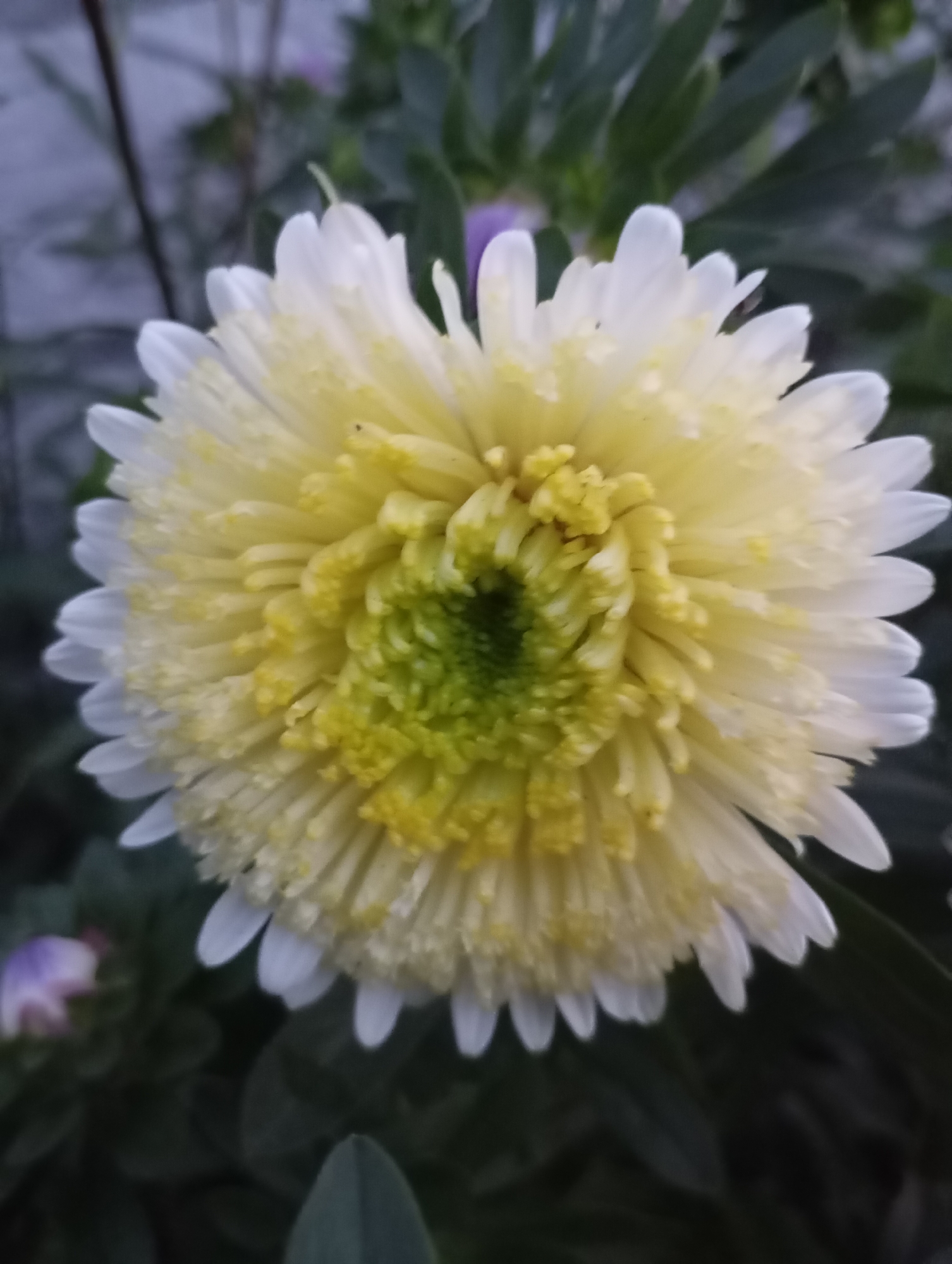 A close-up, eye-level shot captures a single, fully bloomed white aster flower with a vibrant green and yellow center. The flower is positioned slightly off-center, with its delicate white petals fanning outwards and showing subtle signs of moisture or dew. The background is a dark, out-of-focus tapestry of green leaves and foliage, suggesting a garden or natural setting. In the upper left corner, a blurred purple bud hints at other flowers nearby. The lighting is soft, creating a slightly muted and tranquil atmosphere. The scene appears to be outdoors, possibly in a park or a residential garden in the city of Horishni Plavni, Ukraine, though specific landmarks or urban elements are not visible.
