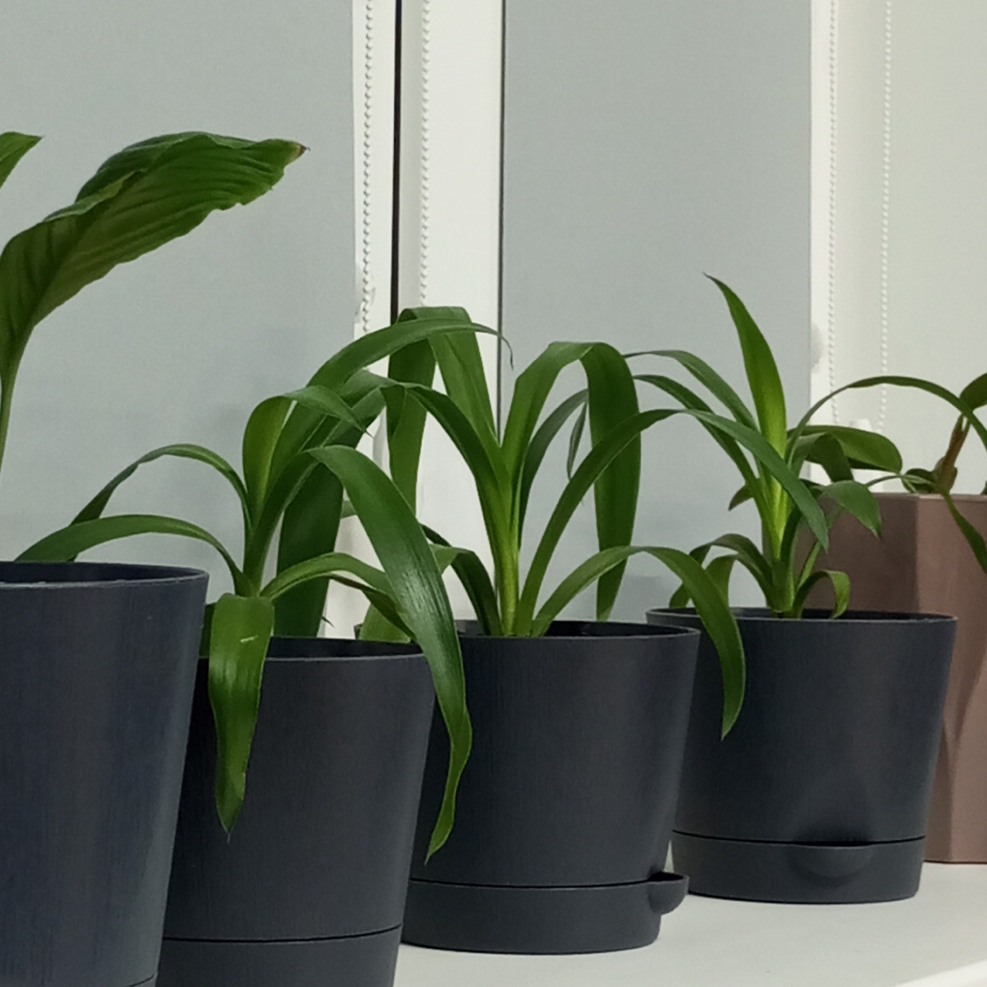 A row of potted green plants sits on a surface against a wall with a window. The plants are in dark gray or black pots with drip trays. The wall is a light gray color. The window has a white frame with vertical ridges. The scene appears indoors. The location is unknown and the presence of the city of Pervomaysky, Russia cannot be verified.