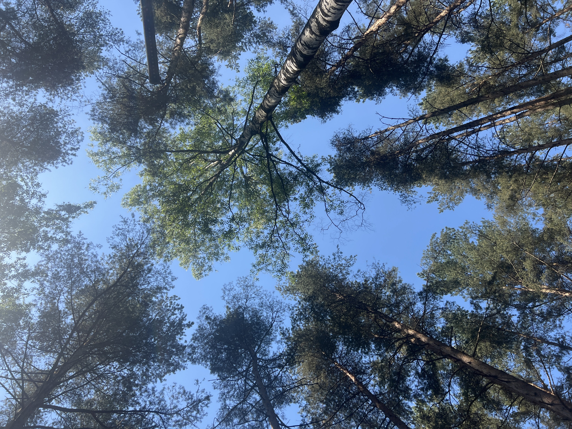 The image captures a worm's-eye view looking straight up into the canopy of a forest. Tall trees dominate the frame, with their trunks and branches reaching skyward against a clear, bright blue sky.
The majority of the trees are conifers, likely pines, identifiable by their dark green, needle-like foliage and rugged, textured bark. Their branches crisscross the open sky, forming a natural overhead lattice. A distinct birch tree is prominently featured in the upper-middle section, characterized by its striking white and black striped bark and lighter green, broad leaves. Other deciduous trees with vibrant green foliage are also visible, particularly on the left side, interspersed among the conifer crowns.
The sky is a uniform, vivid blue, indicating clear, sunny weather with no clouds. The bright illumination suggests it is daytime, likely late morning or afternoon, as sunlight filters through the leaves and highlights the tree trunks. There are no visible people, animals, or man-made objects in the frame, emphasizing the natural environment. No text is visible. The scene depicts a serene woodland environment in Saint Petersburg, Russia.