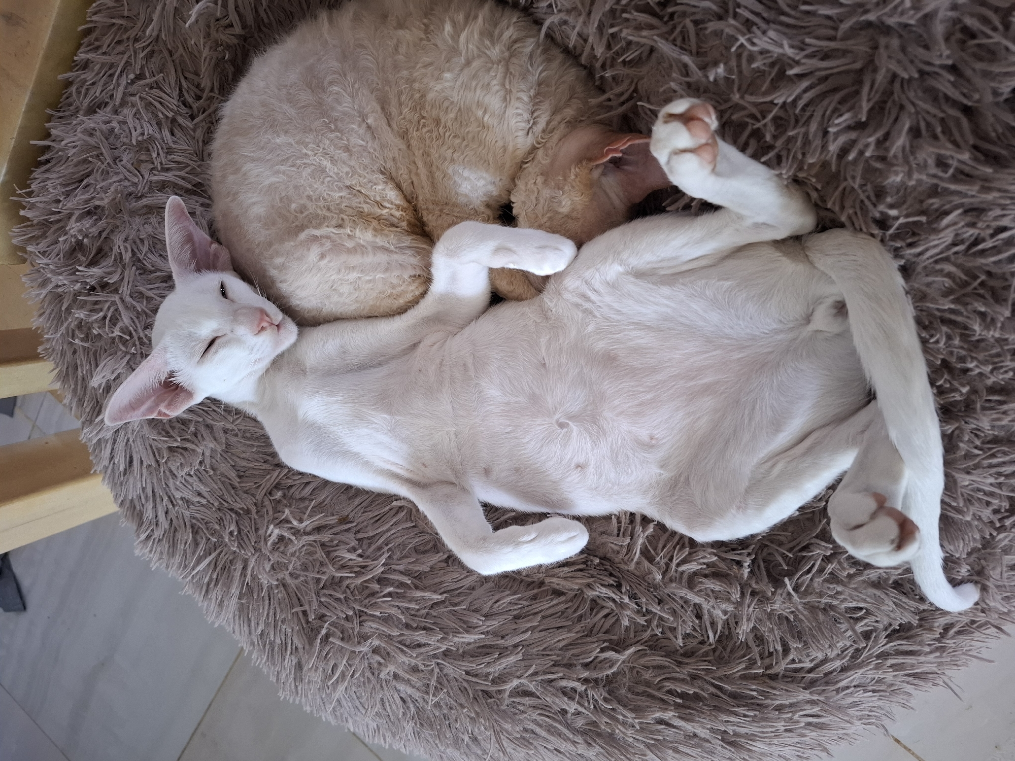 Two cats are sleeping curled up together on a fluffy brown pet bed. One cat is white with large ears and is lying on its back with its legs in the air. The other cat is a light peachy-cream color with curly fur and is curled up behind the white cat. The pet bed is placed on a tiled floor, and a wooden chair leg is visible in the upper left corner of the image. The scene appears to be indoors, likely in a residential setting. The image does not provide any information about the location of Таптыково, Russia.